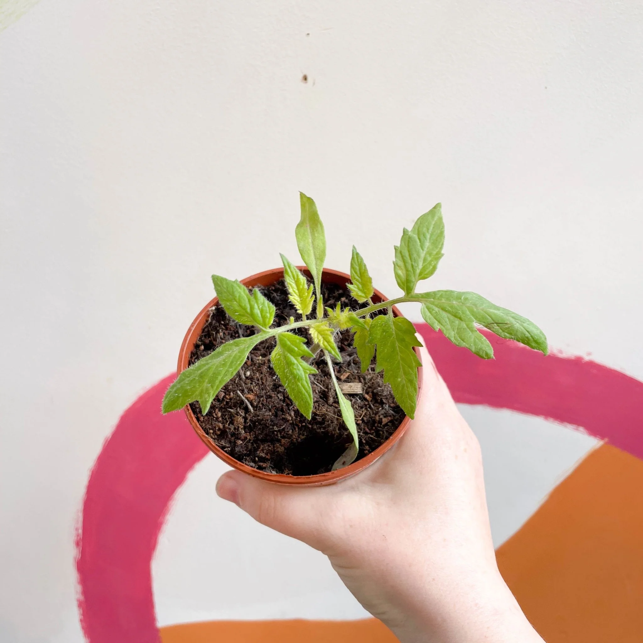 Tomato (Cordon) - Solanum lycopersicum 'Nagina' F1 - British Grown - Image 2