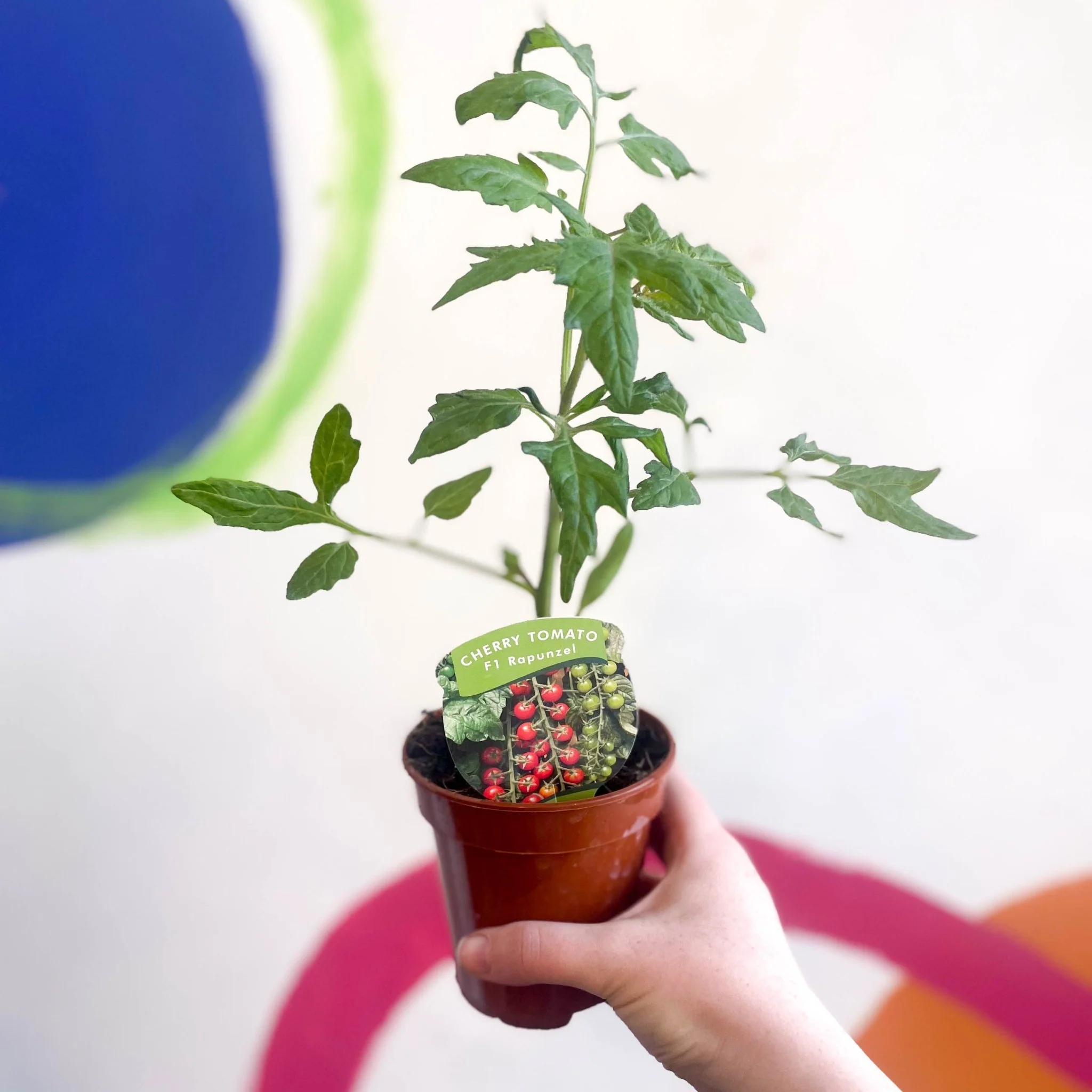 Tomato (Cordon) - Solanum lycopersicum 'Rapunzel' - British Grown