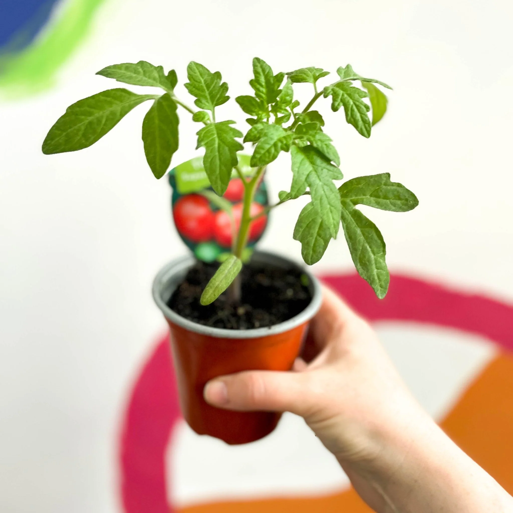 Tomato (Cordon) - Solanum lycopersicum 'Supersteak' F1 - British Grown