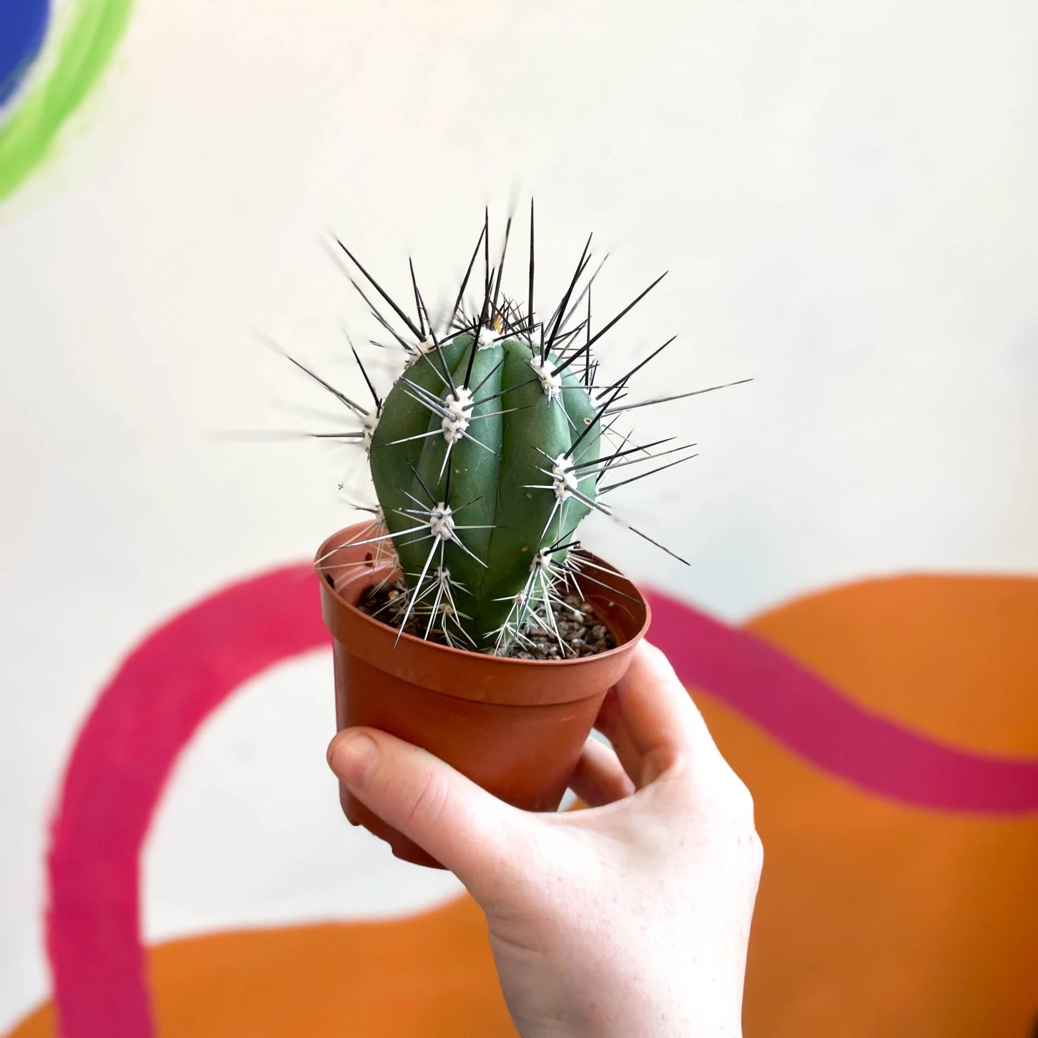 Toothpick Cactus - Stetsonia coryne canarias