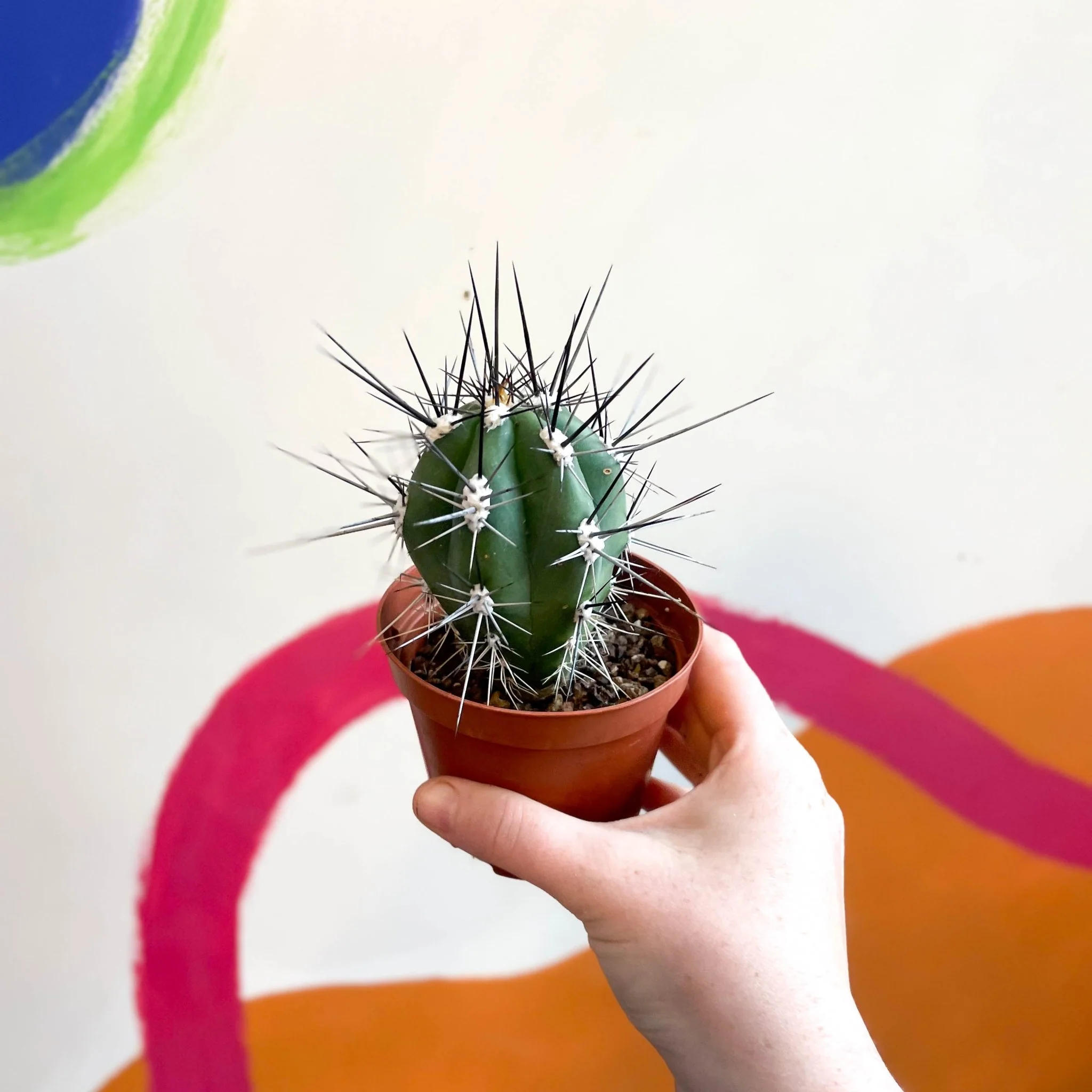 Toothpick Cactus - Stetsonia coryne canarias - Image 2