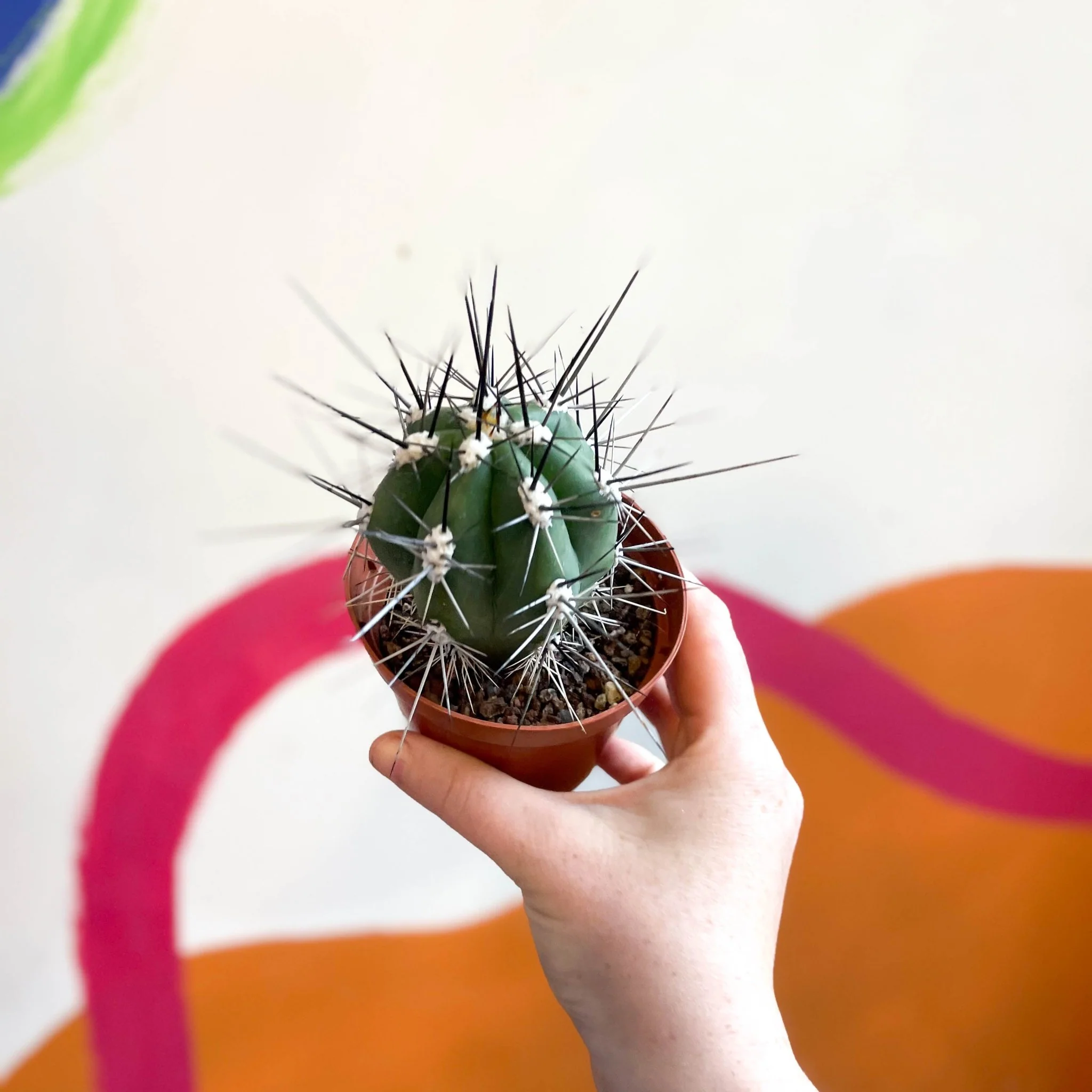 Toothpick Cactus - Stetsonia coryne canarias - Image 3