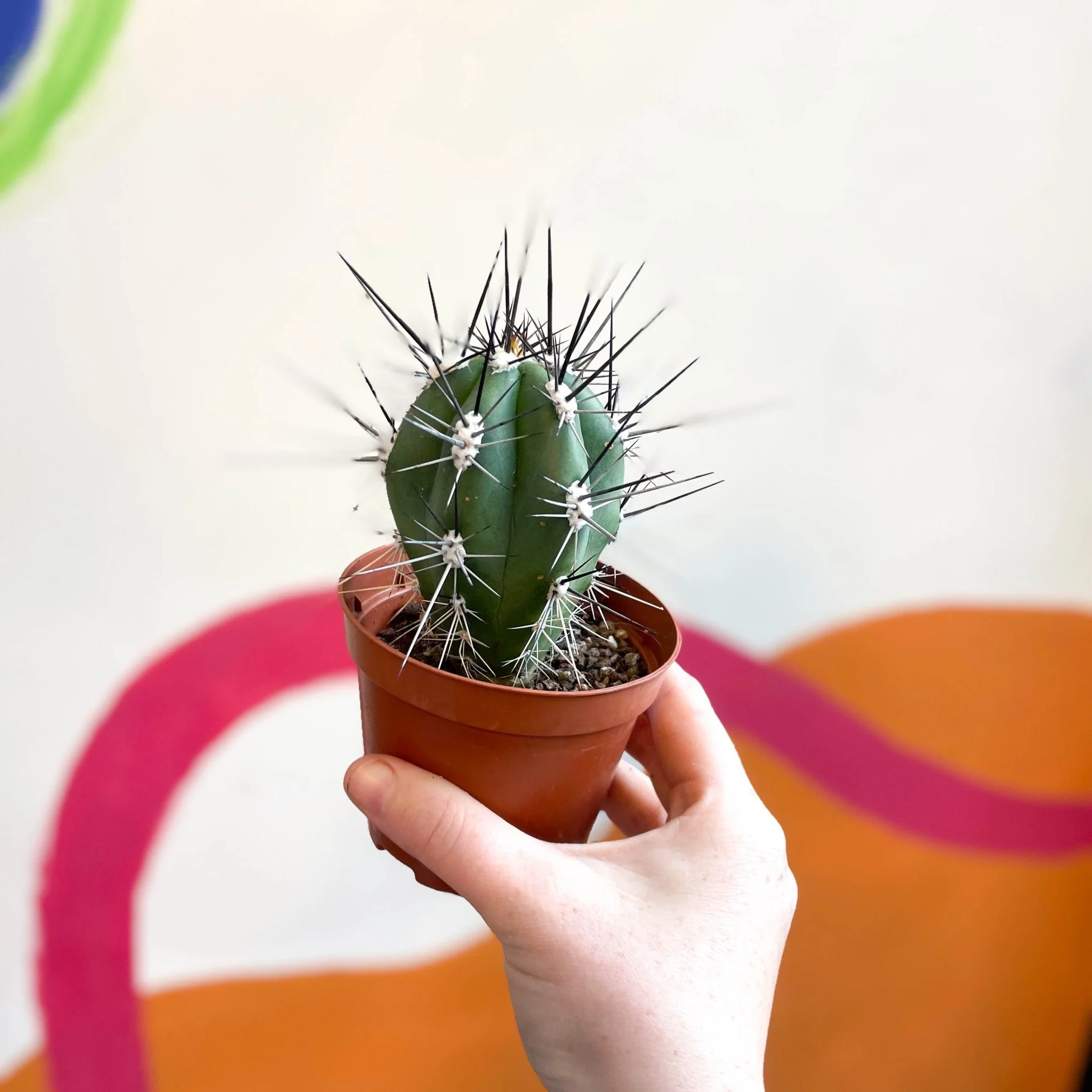 Toothpick Cactus - Stetsonia coryne canarias - Image 4