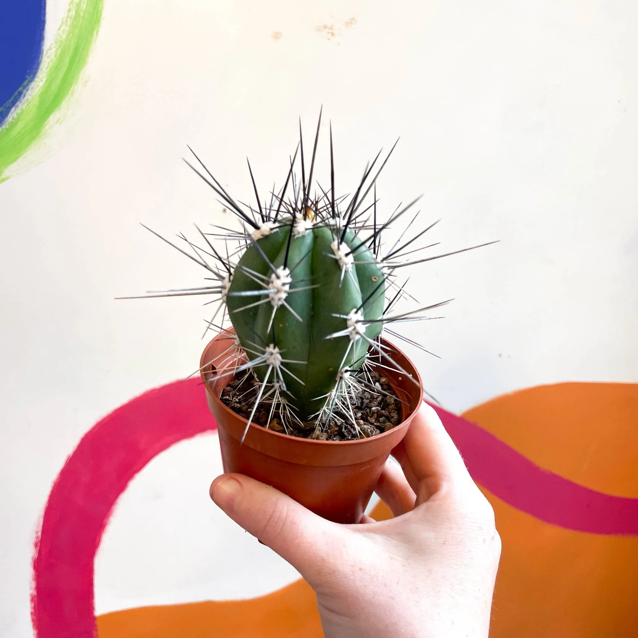 Toothpick Cactus - Stetsonia coryne canarias - Image 5