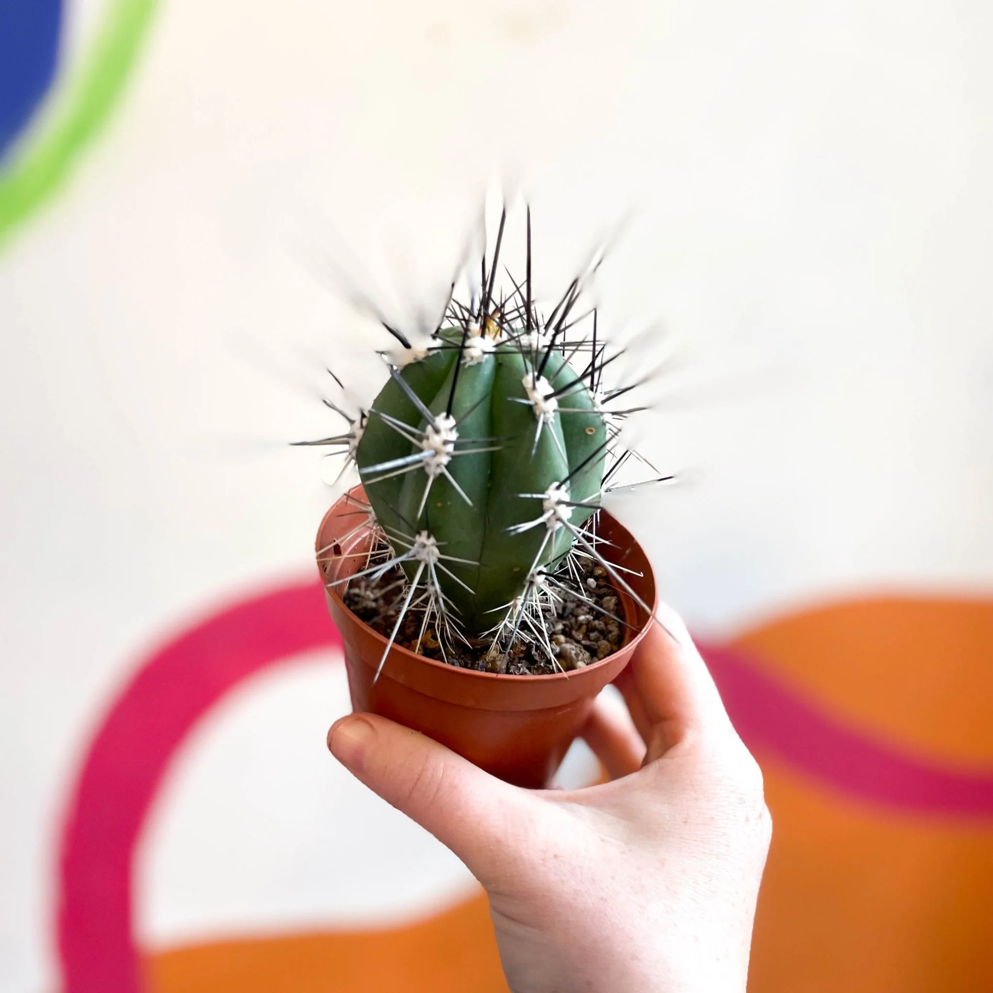 Toothpick Cactus - Stetsonia coryne canarias - Image 6