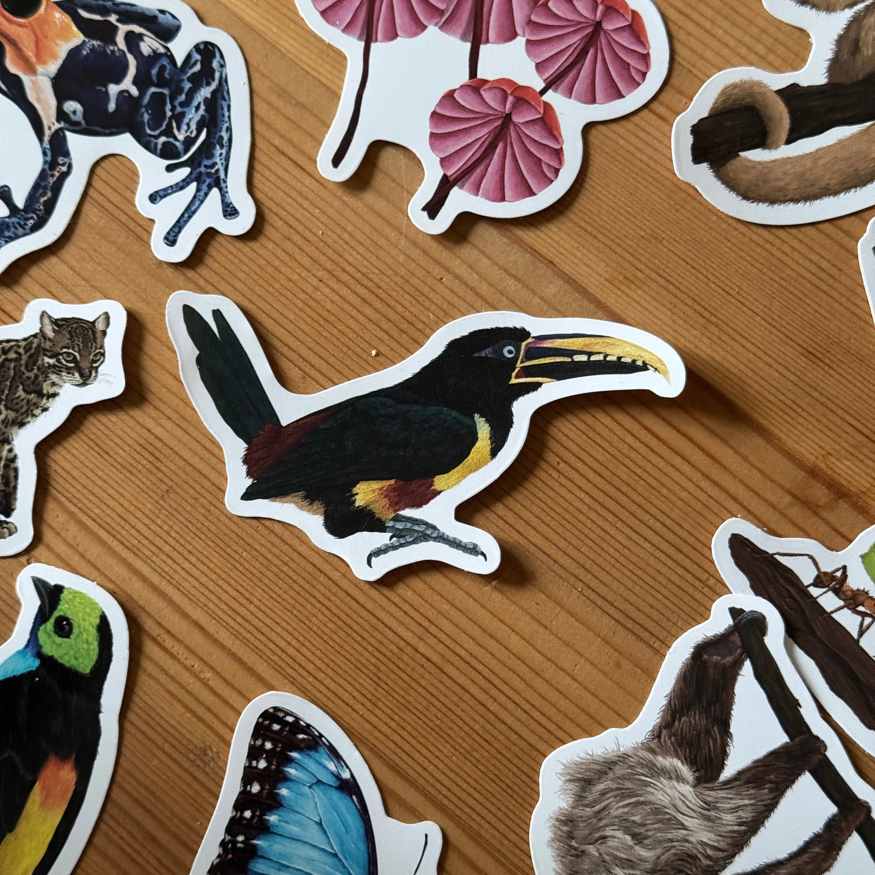 Toucan Amazon Wildlife Vinyl Sticker [Beneath the Canopy RHS Collab] - Image 3