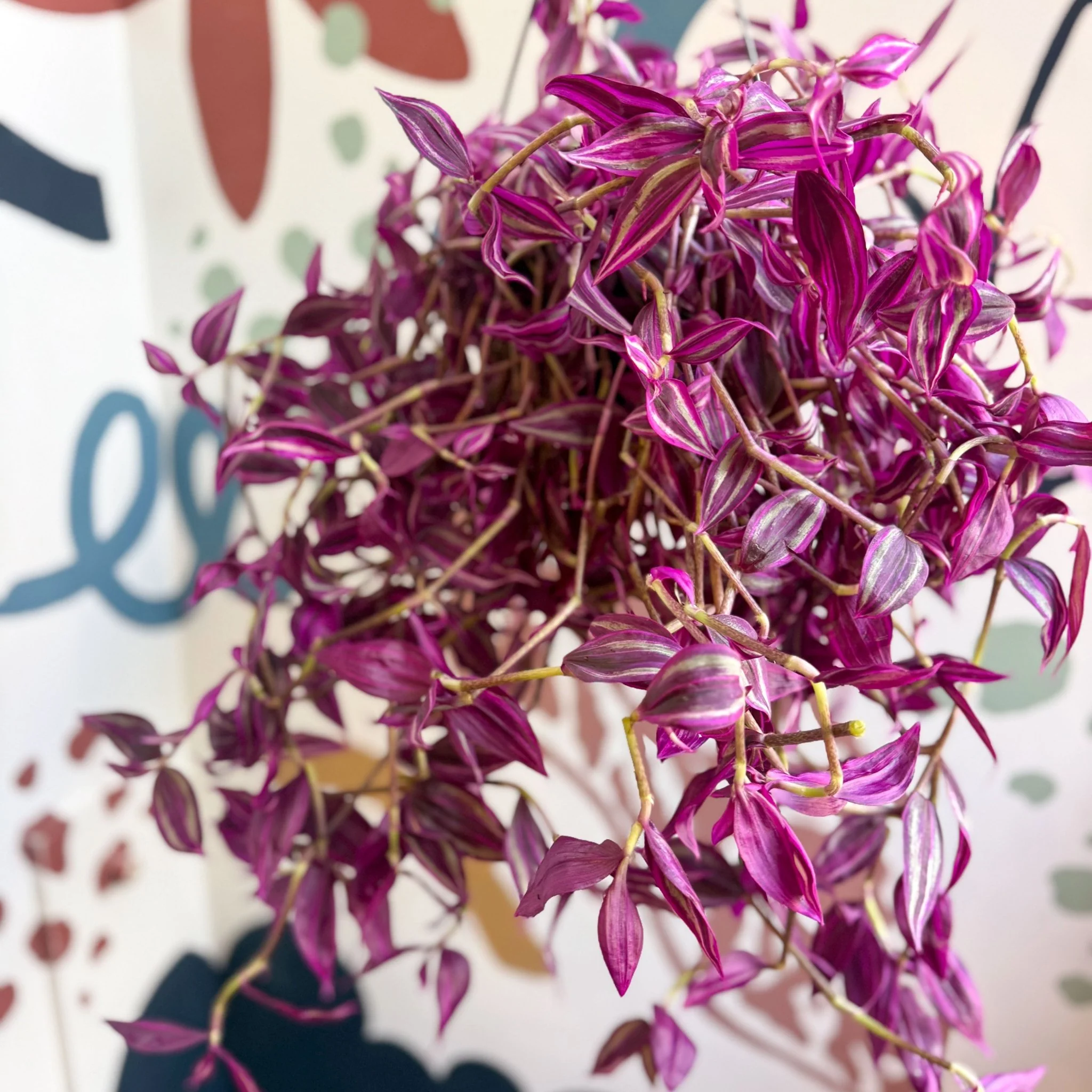 Tradescantia fluminensis ‘Pink Paradise’ - Image 10