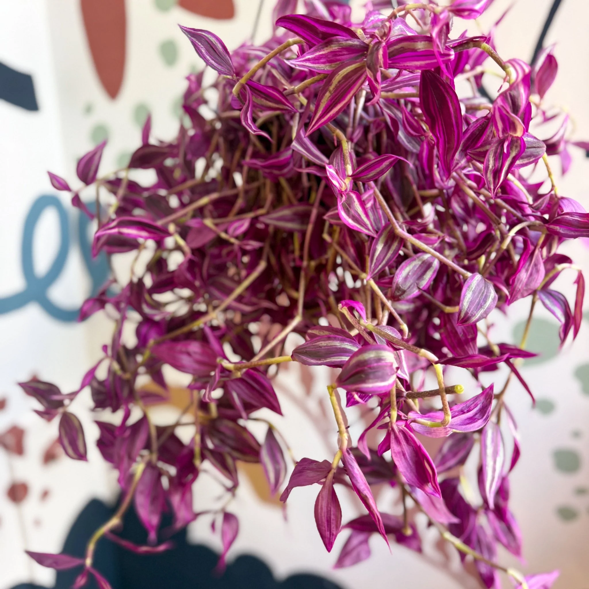 Tradescantia fluminensis ‘Pink Paradise’ - Image 11