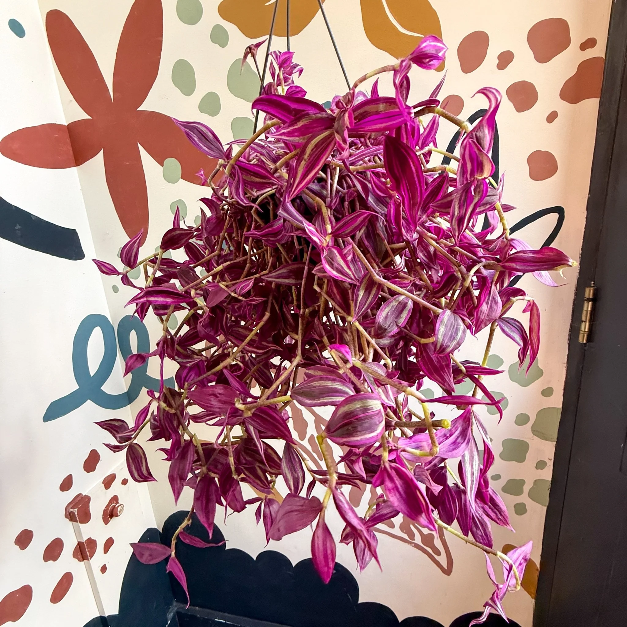 Tradescantia fluminensis ‘Pink Paradise’ - Image 12
