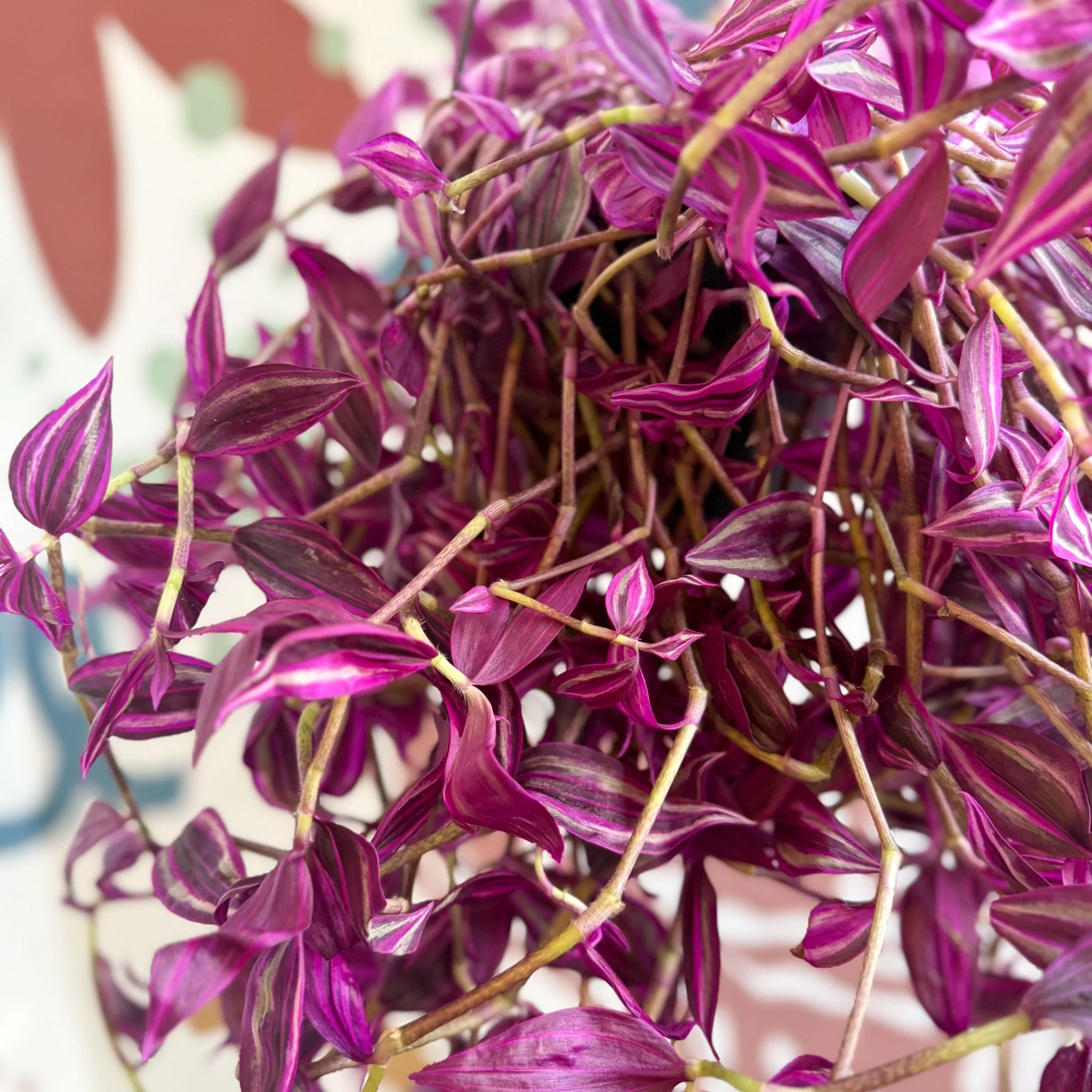 Tradescantia fluminensis ‘Pink Paradise’ - Image 13