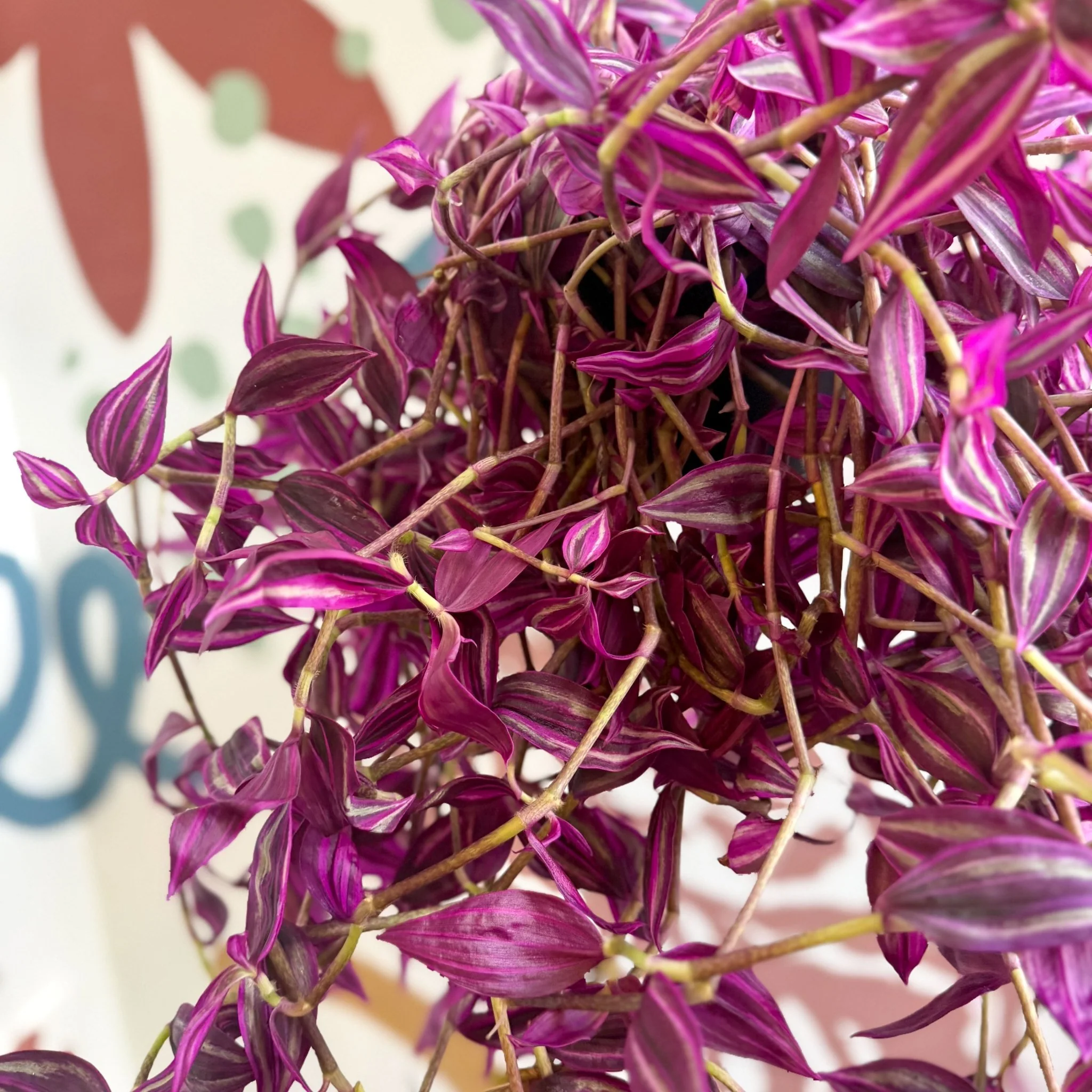 Tradescantia fluminensis ‘Pink Paradise’ - Image 14