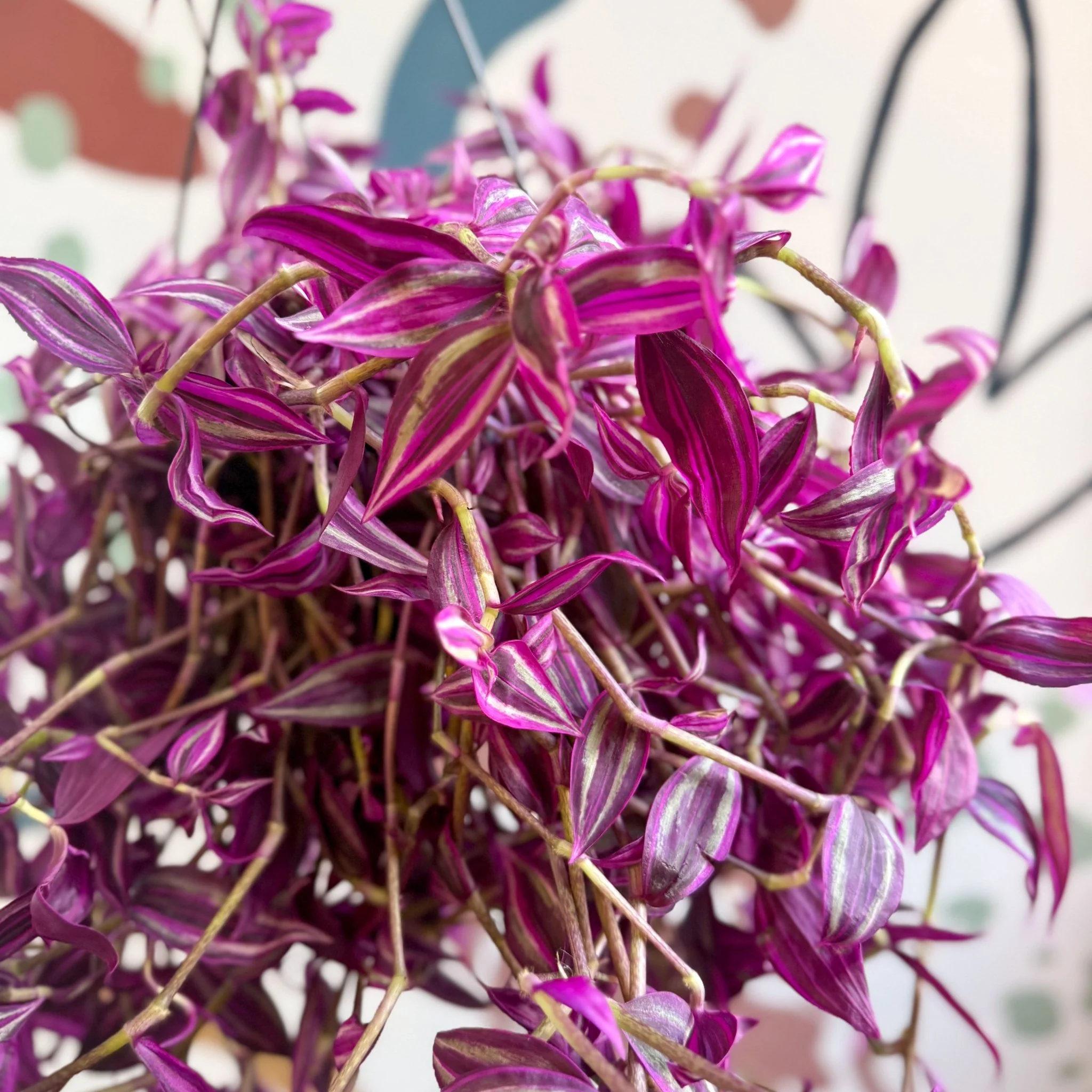 Tradescantia fluminensis ‘Pink Paradise’ - Image 15