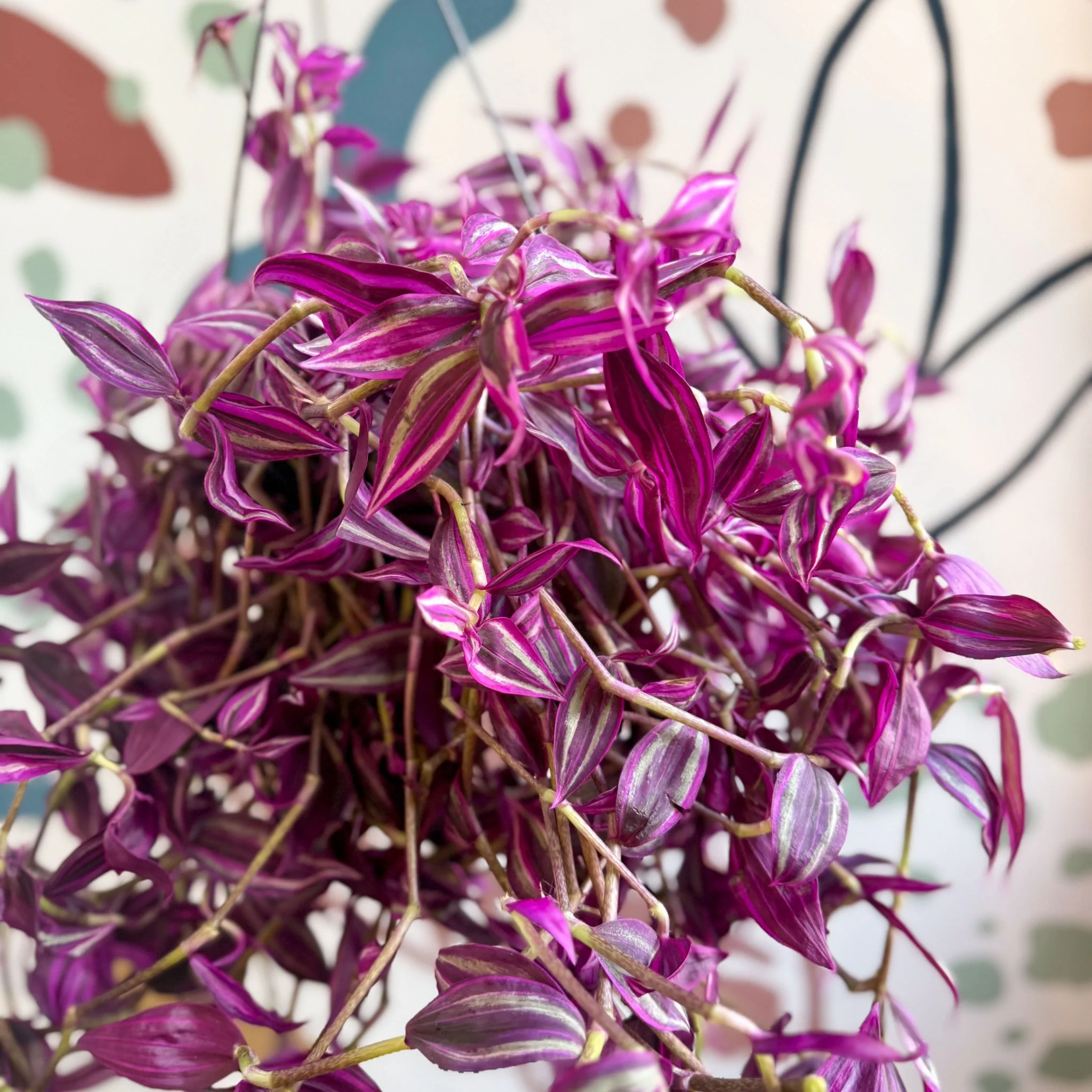 Tradescantia fluminensis ‘Pink Paradise’ - Image 16