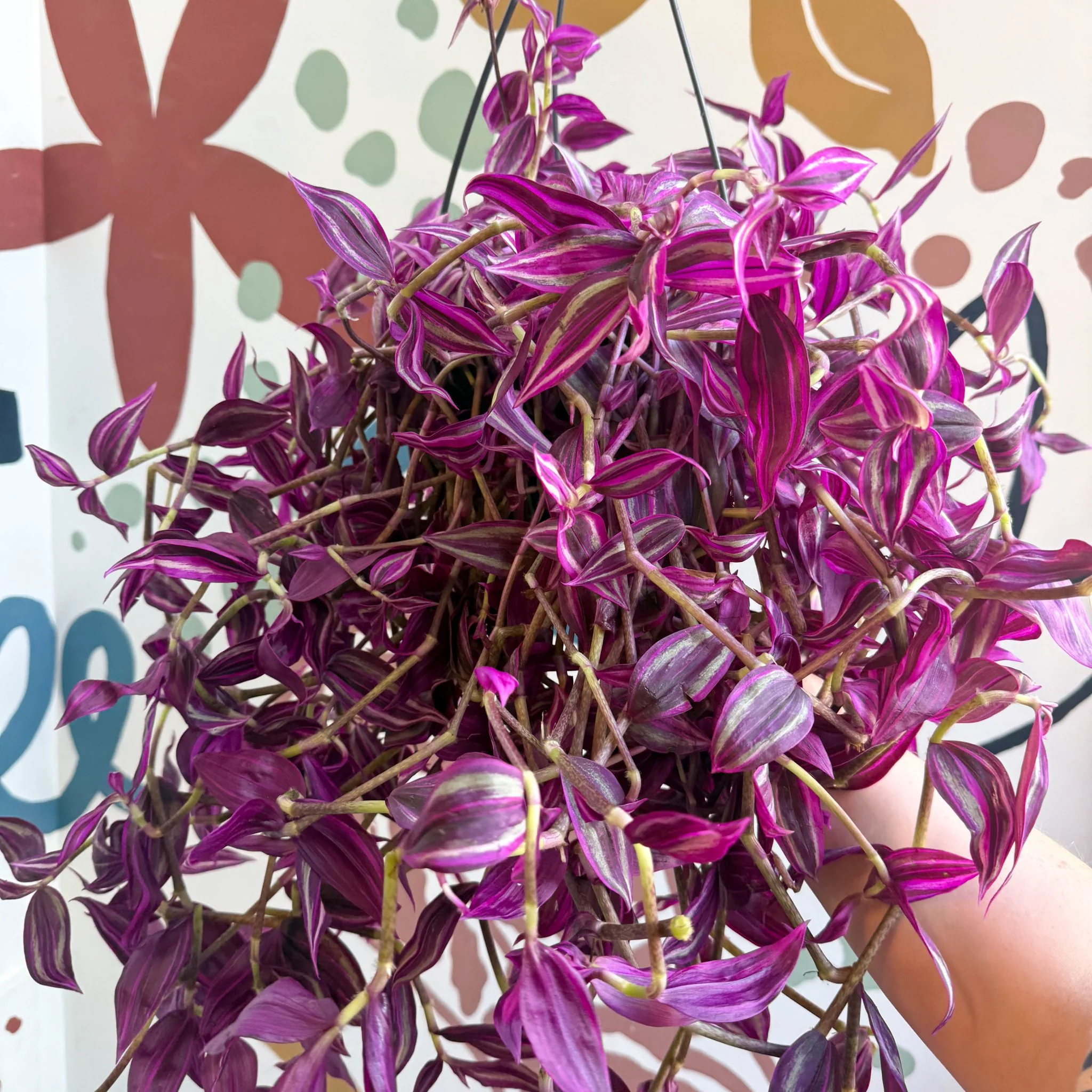 Tradescantia fluminensis ‘Pink Paradise’ - Image 2