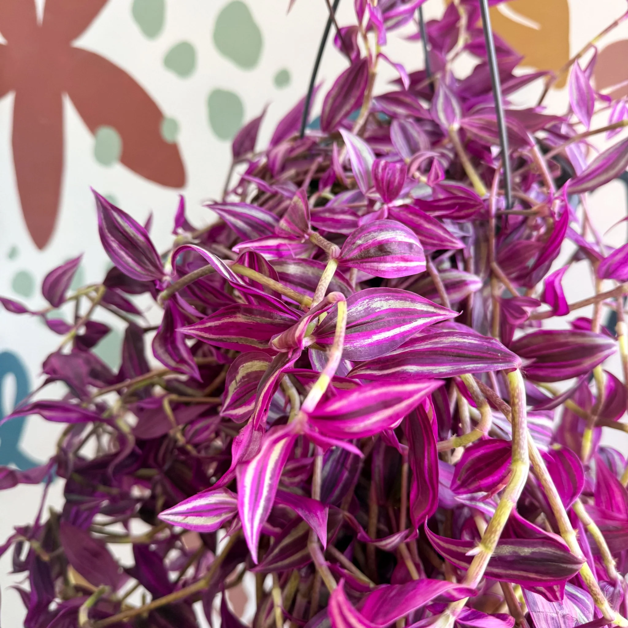 Tradescantia fluminensis ‘Pink Paradise’ - Image 3