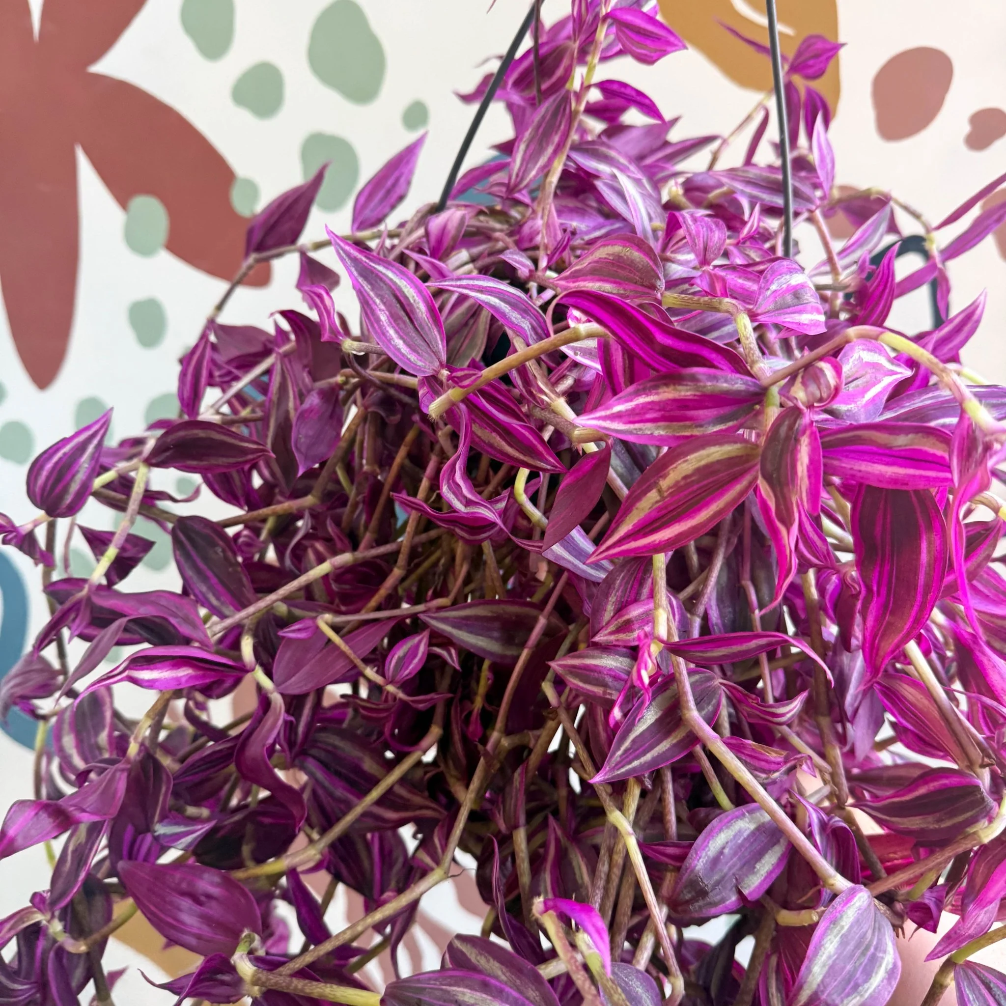 Tradescantia fluminensis ‘Pink Paradise’ - Image 4