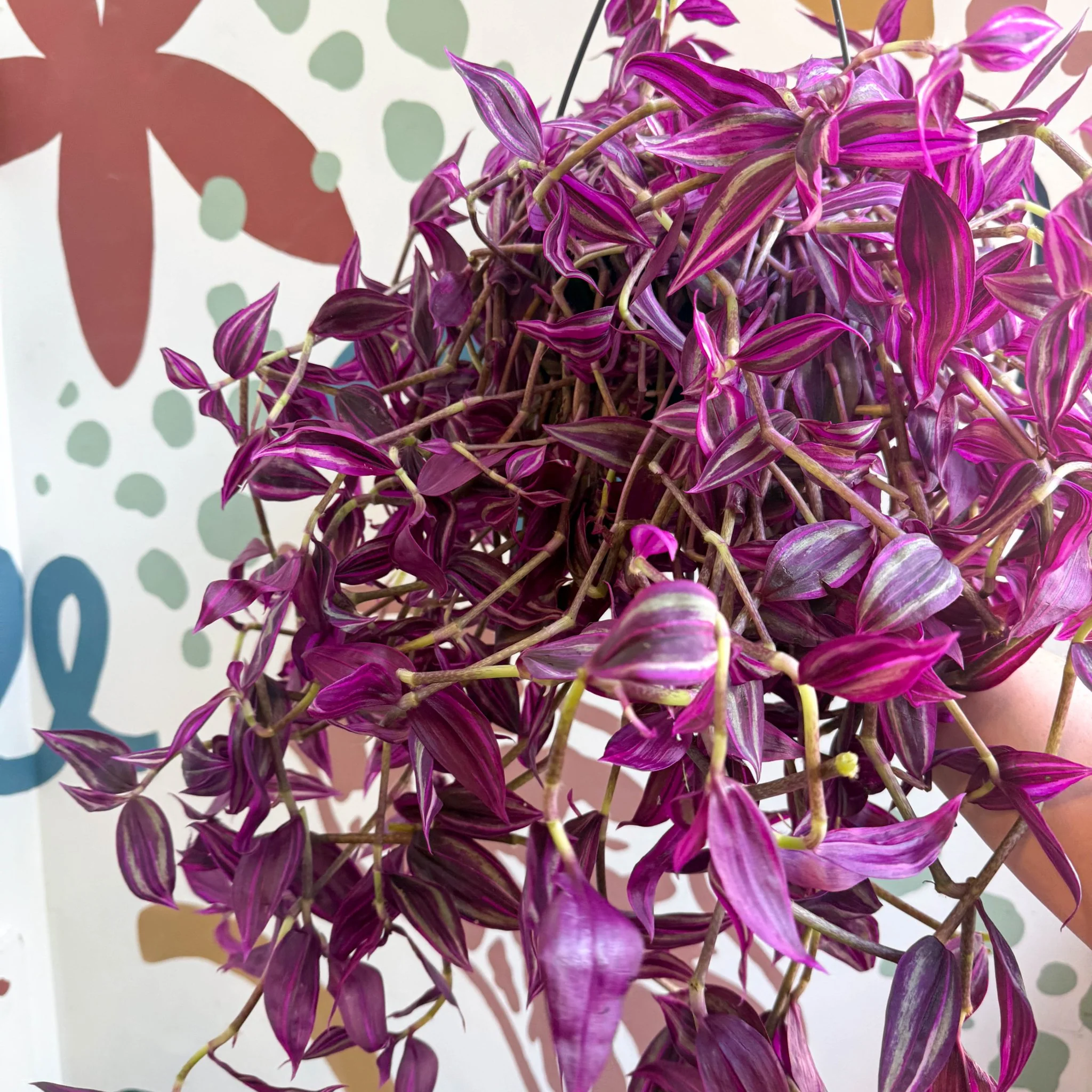 Tradescantia fluminensis ‘Pink Paradise’ - Image 5
