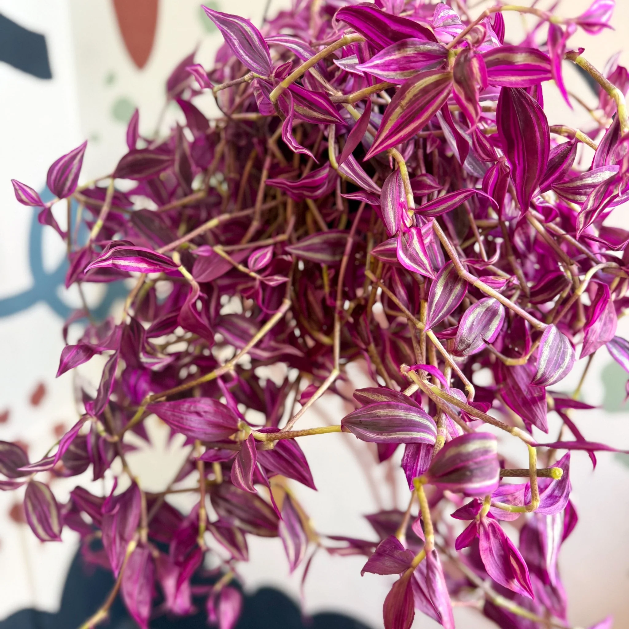 Tradescantia fluminensis ‘Pink Paradise’ - Image 6
