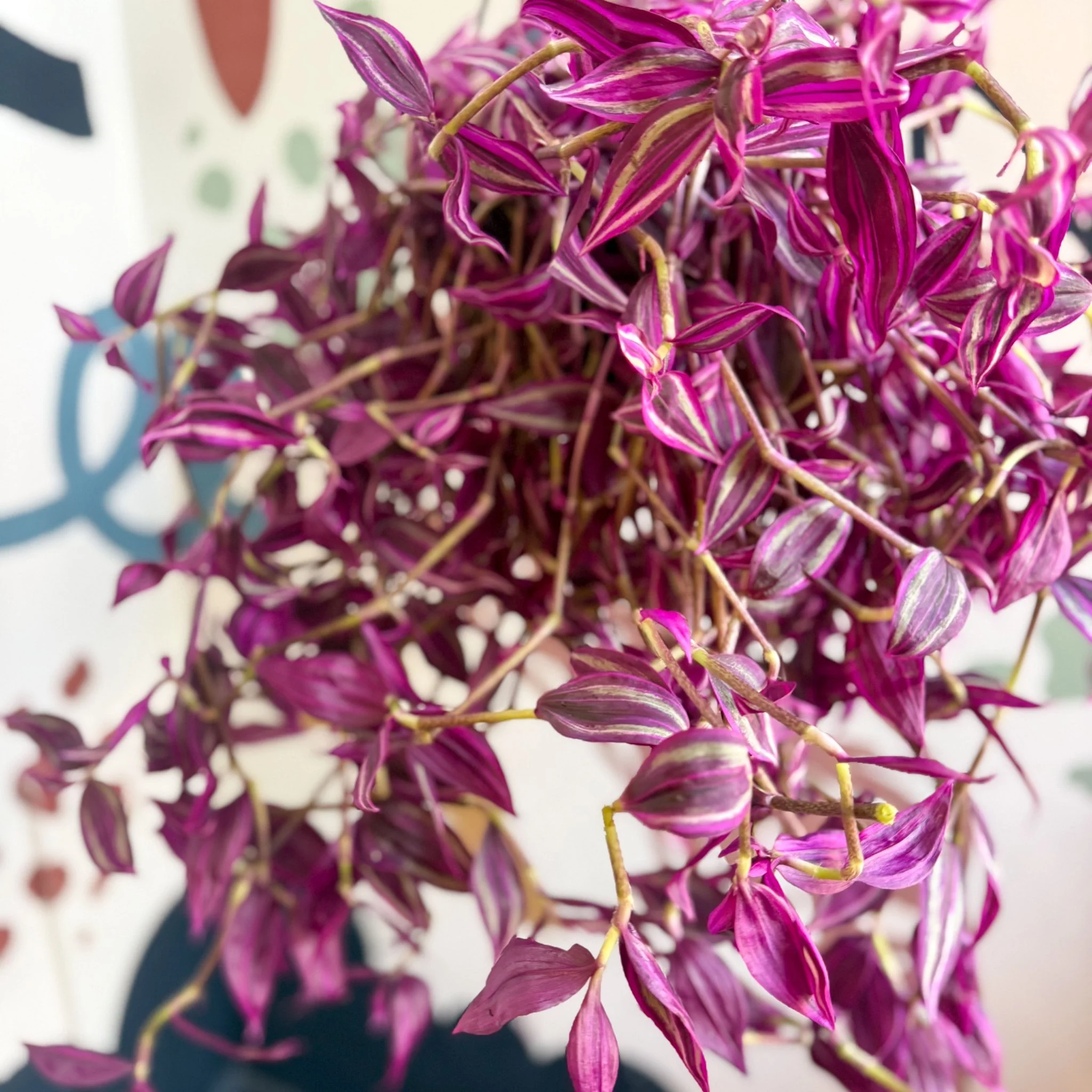 Tradescantia fluminensis ‘Pink Paradise’ - Image 7