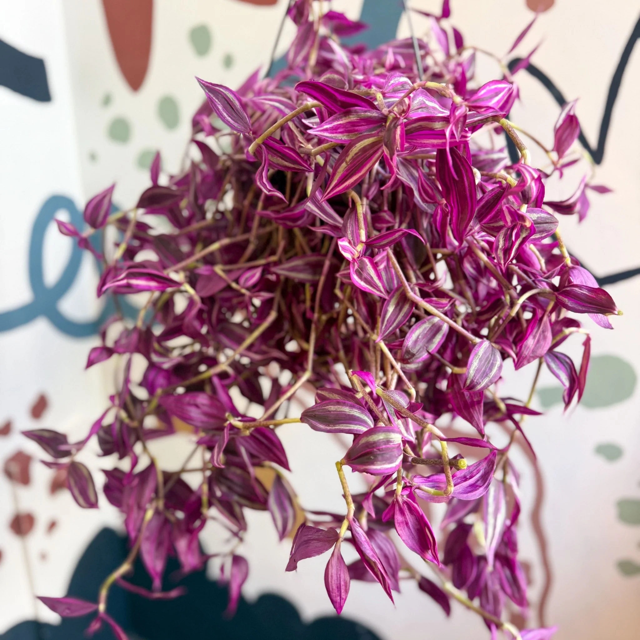 Tradescantia fluminensis ‘Pink Paradise’ - Image 8