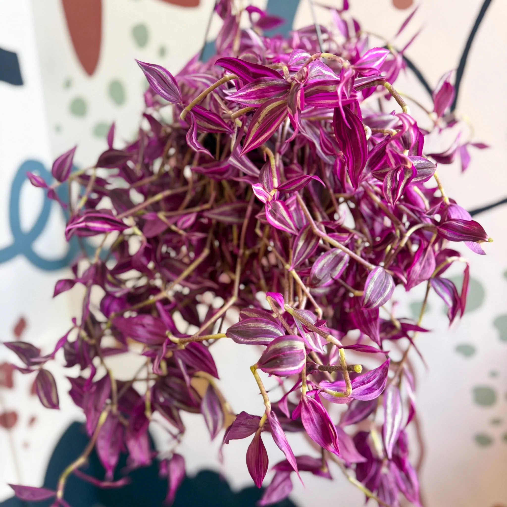 Tradescantia fluminensis ‘Pink Paradise’ - Image 9