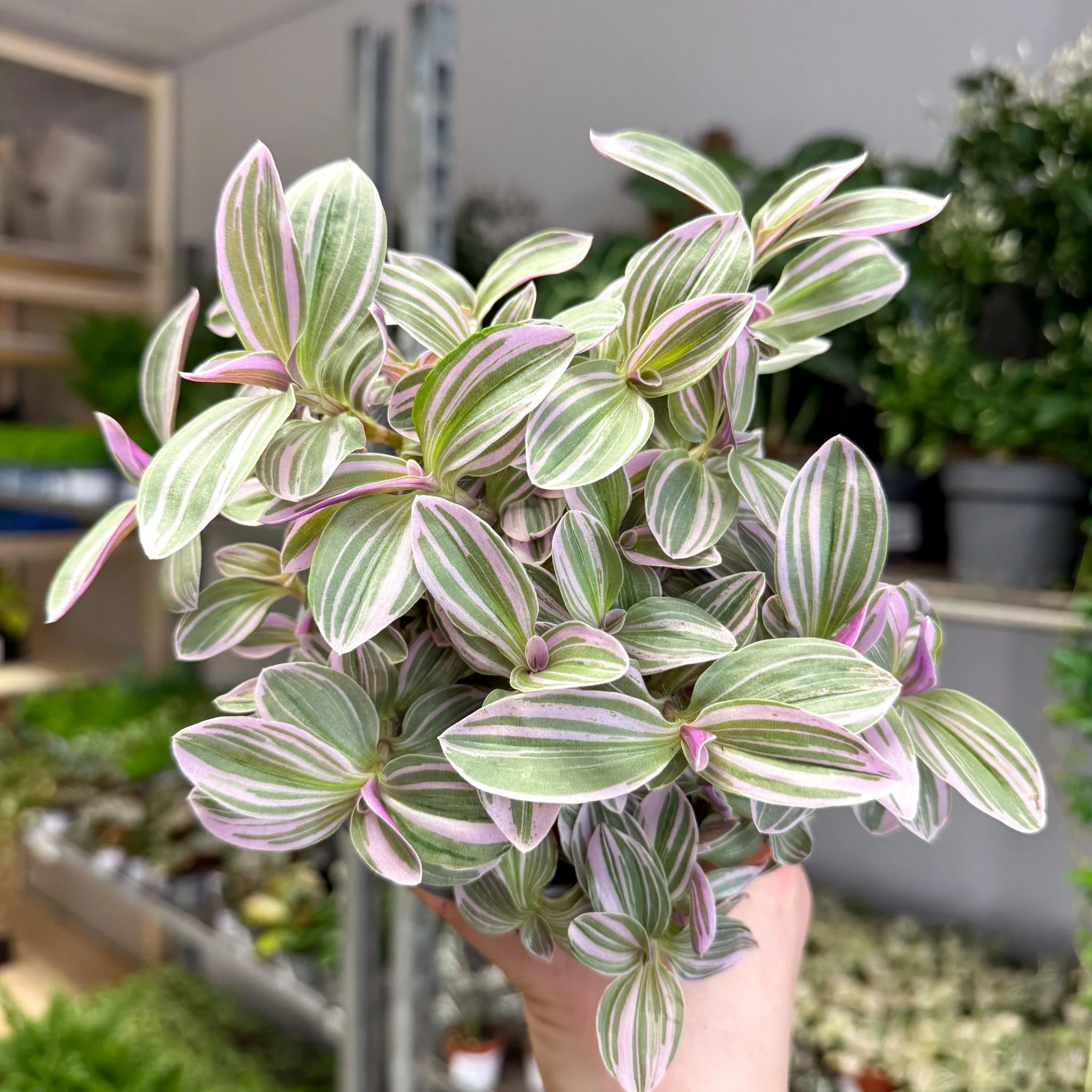 Tradescantia fluminensis ‘Rosa Sunrise’ – Pink Variegated Inch Plant