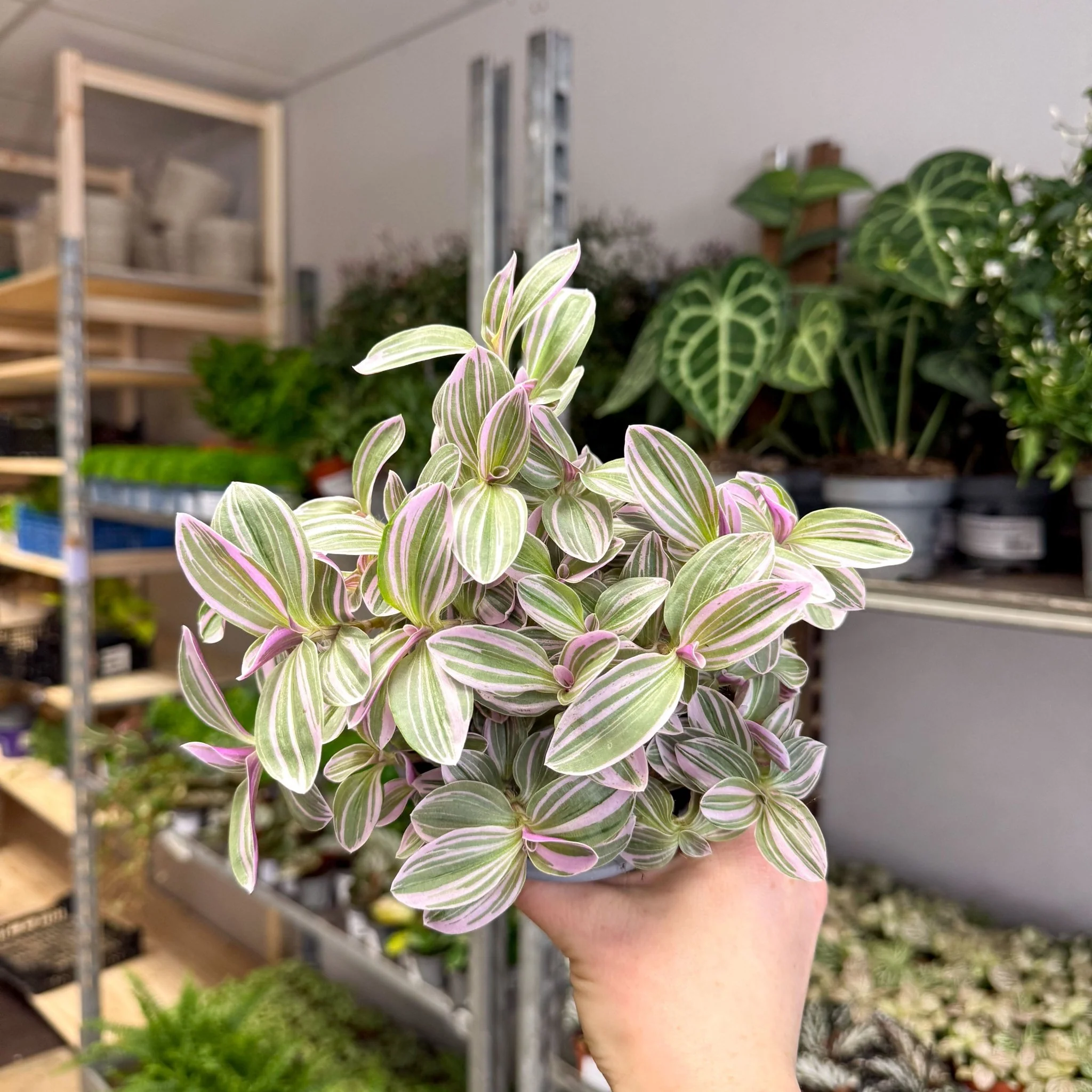 Tradescantia fluminensis ‘Rosa Sunrise’ – Pink Variegated Inch Plant - Image 2
