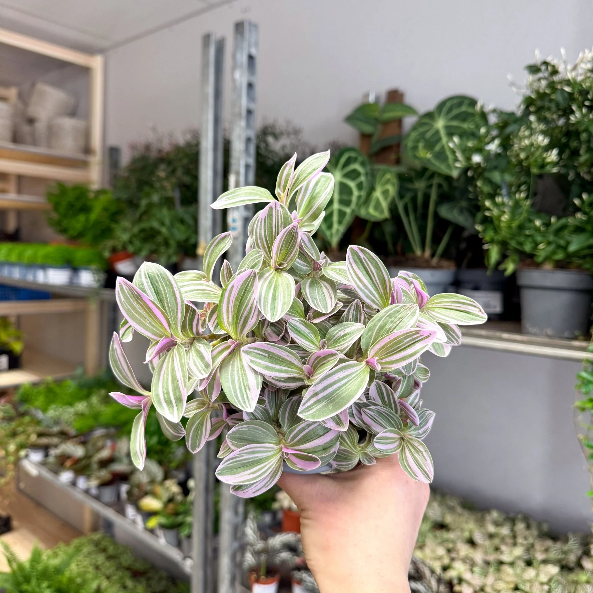 Tradescantia fluminensis ‘Rosa Sunrise’ – Pink Variegated Inch Plant - Image 3