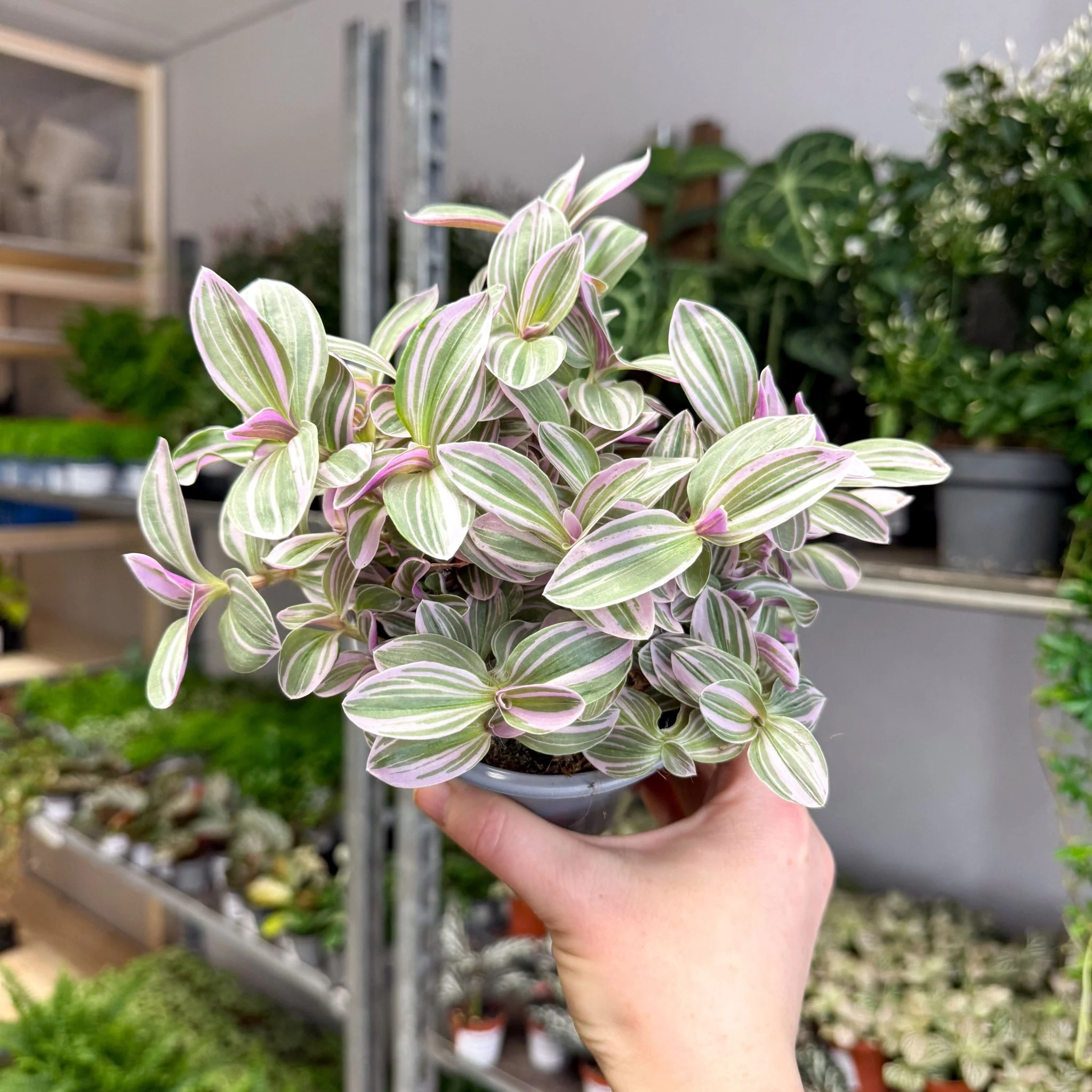 Tradescantia fluminensis ‘Rosa Sunrise’ – Pink Variegated Inch Plant - Image 5