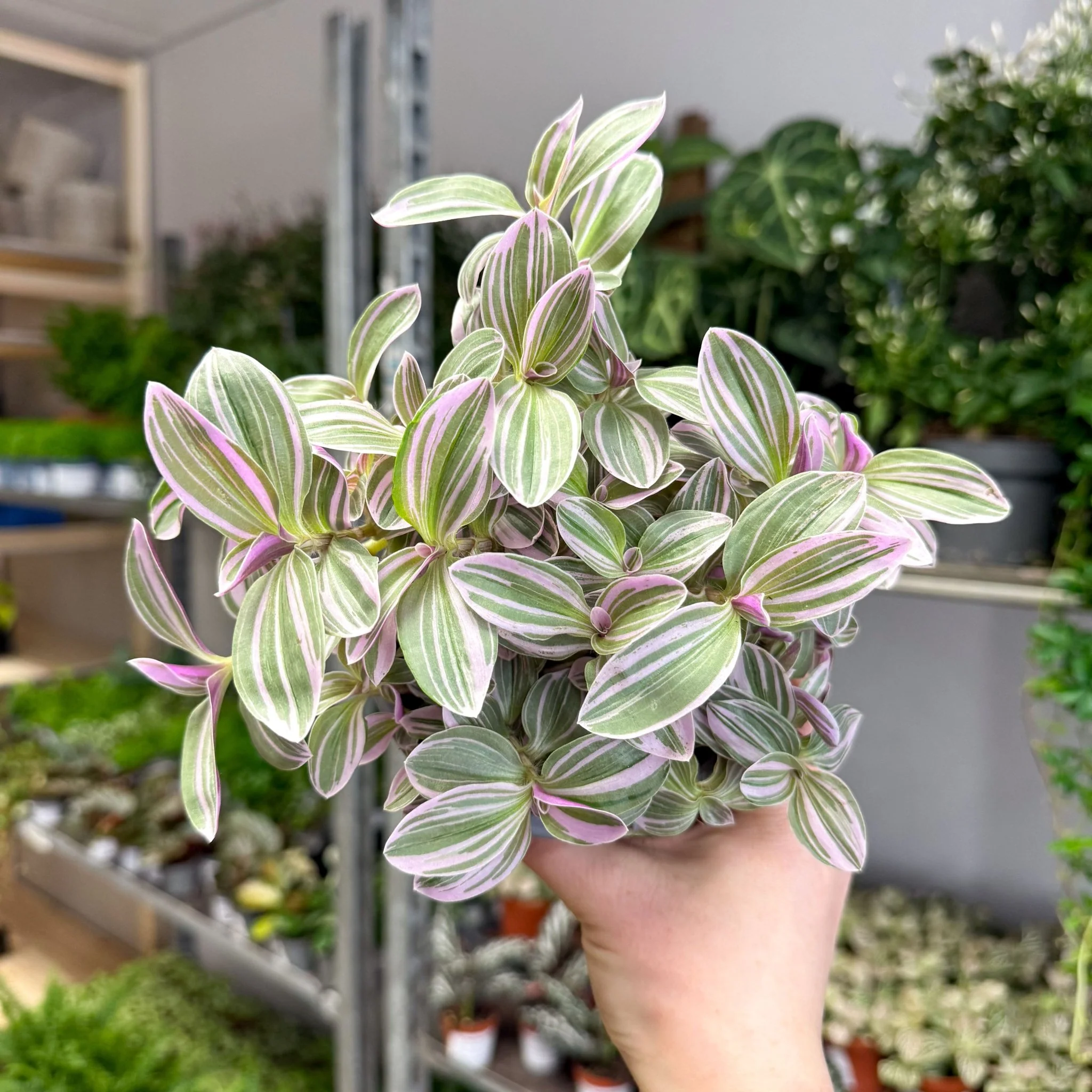 Tradescantia fluminensis ‘Rosa Sunrise’ – Pink Variegated Inch Plant - Image 6