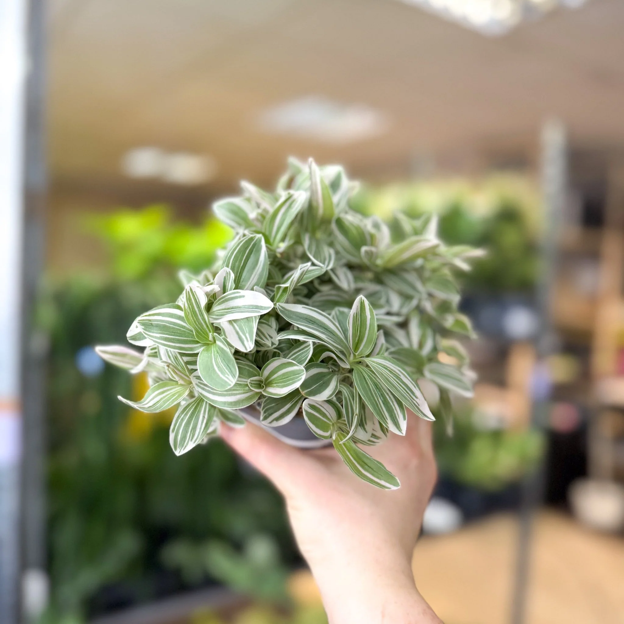 Tradescantia fluminensis ‘White Cobra’ – Inch Plant - Image 3