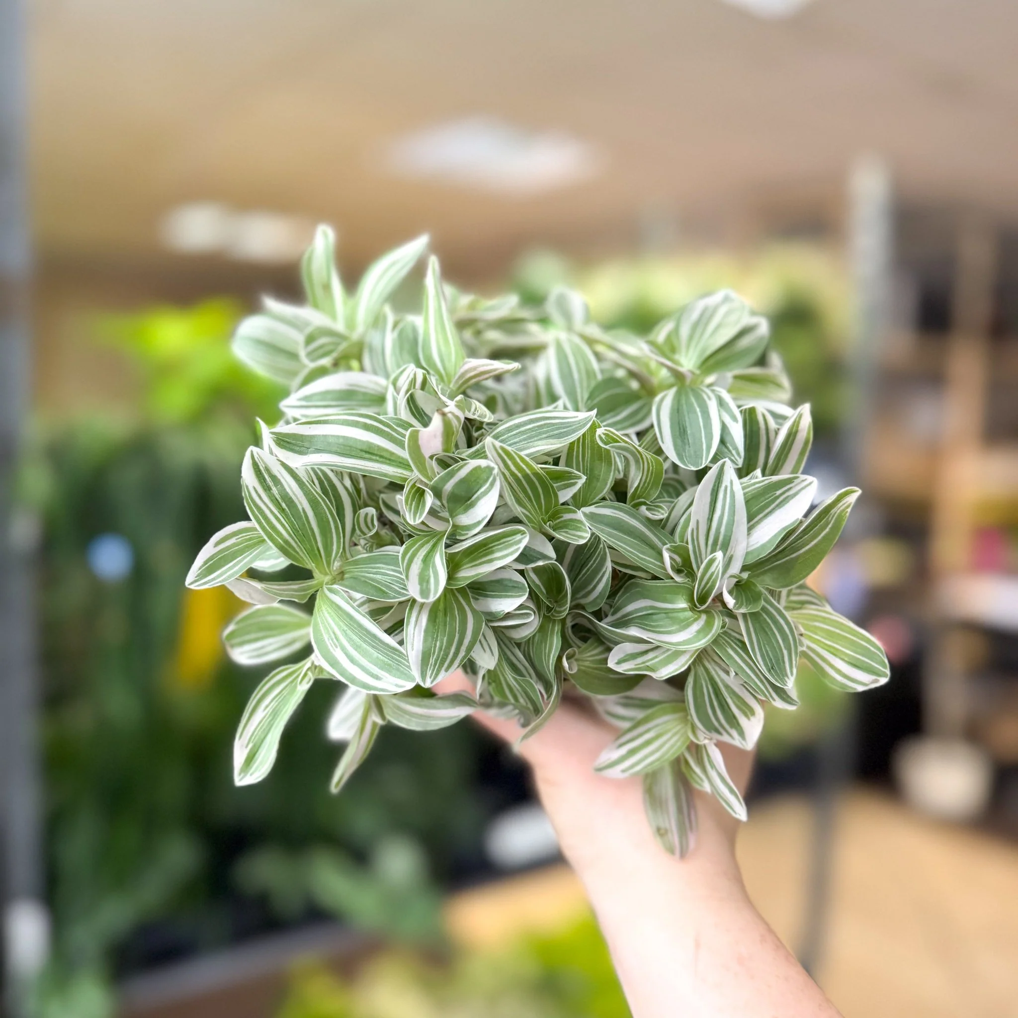 Tradescantia fluminensis ‘White Cobra’ – Inch Plant - Image 4