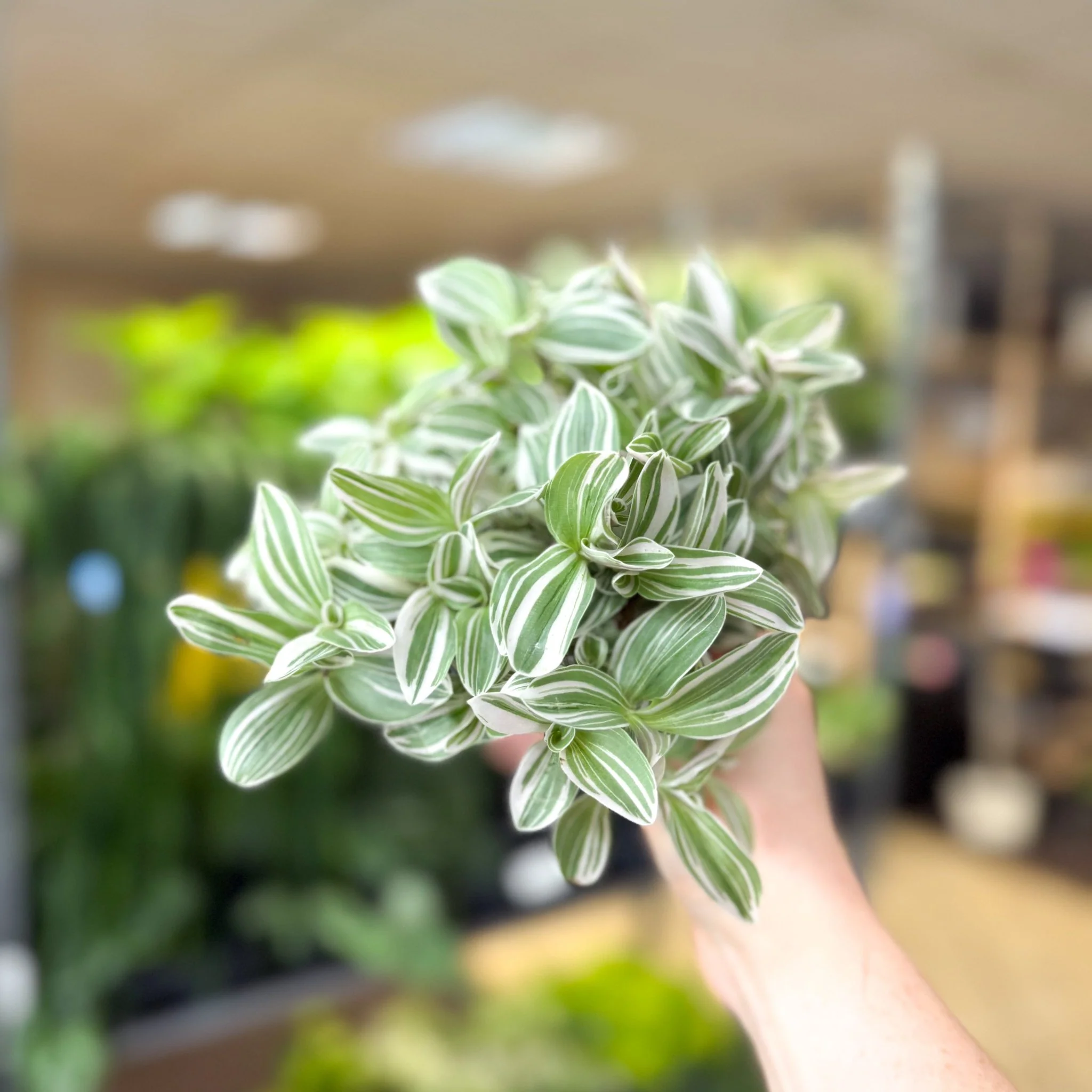 Tradescantia fluminensis ‘White Cobra’ – Inch Plant - Image 5