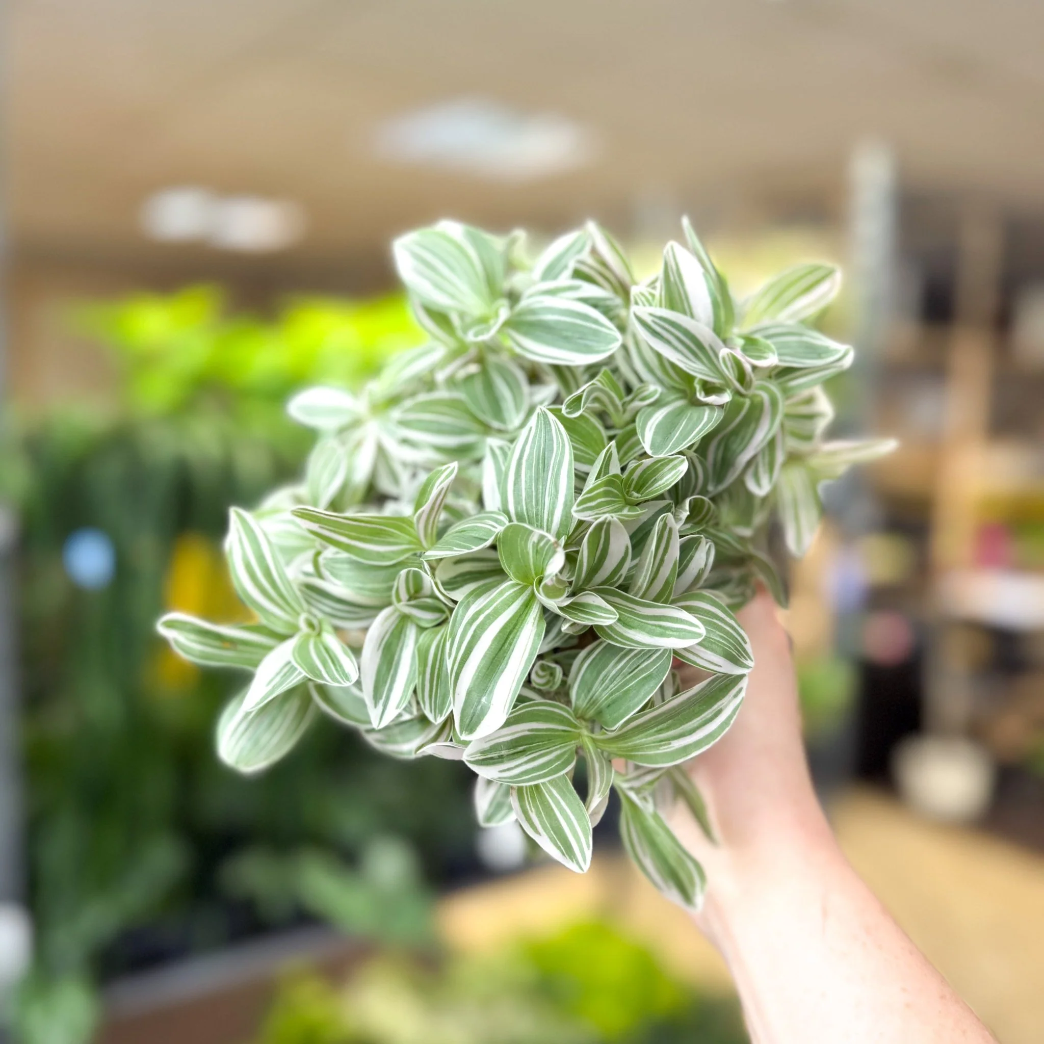 Tradescantia fluminensis ‘White Cobra’ – Inch Plant - Image 6