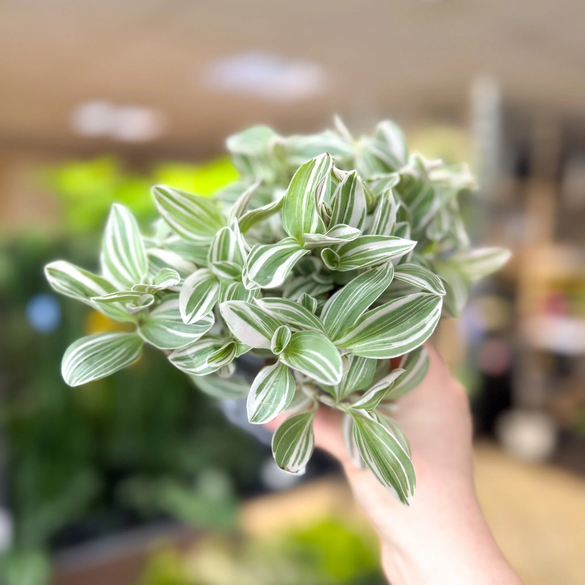 Tradescantia fluminensis ‘White Cobra’ – Inch Plant - Image 7