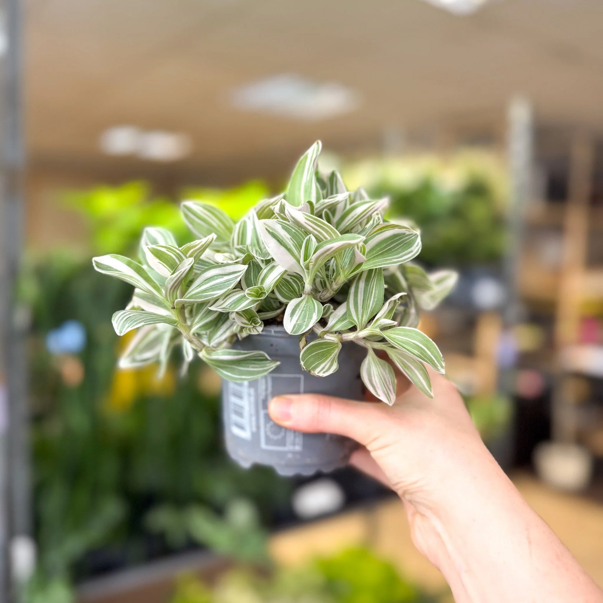 Tradescantia fluminensis ‘White Cobra’ – Inch Plant - Image 8