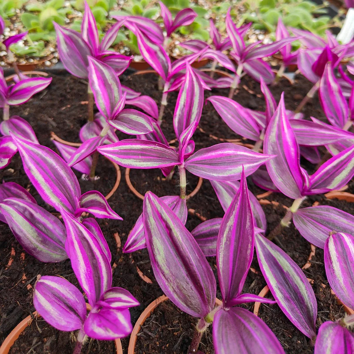 Tradescantia 'Pink Paradise' - Welsh Grown