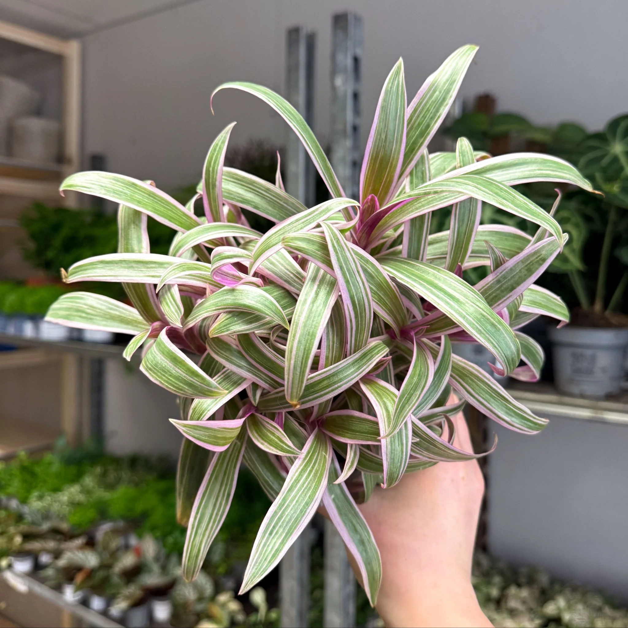 Tradescantia spathacea 'Varicolor’ - Spider Lily