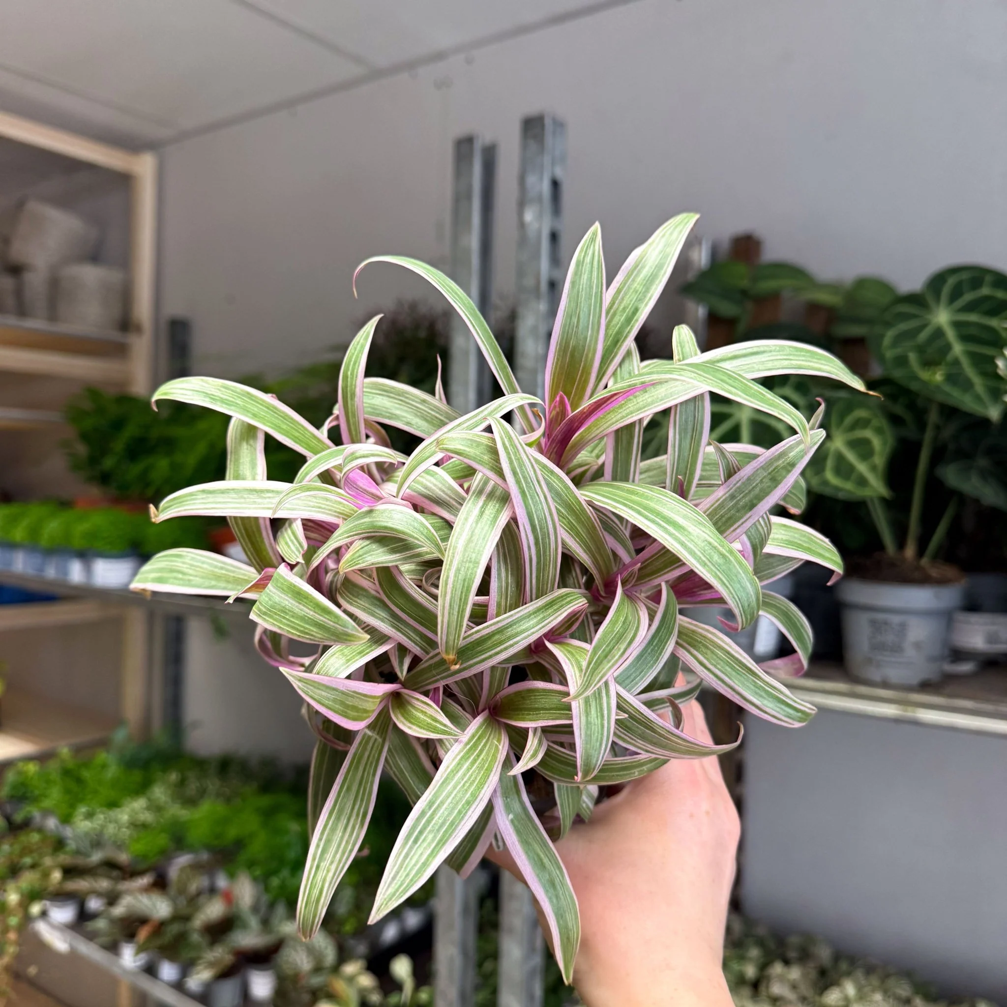 Tradescantia spathacea 'Varicolor’ - Spider Lily - Image 10