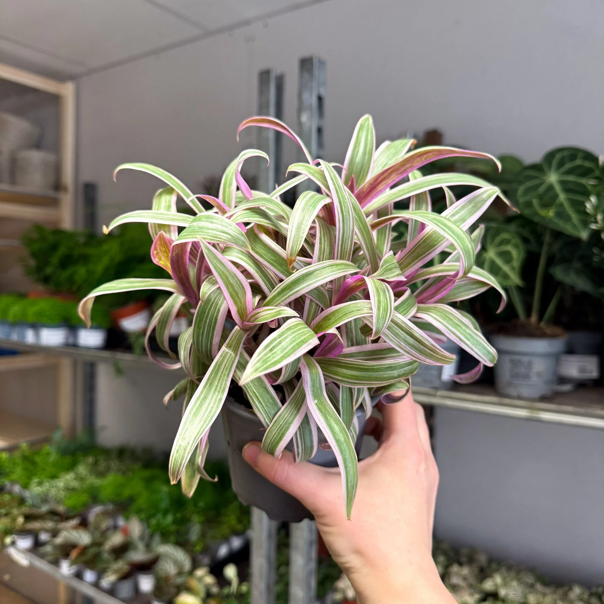 Tradescantia spathacea 'Varicolor’ - Spider Lily - Image 2