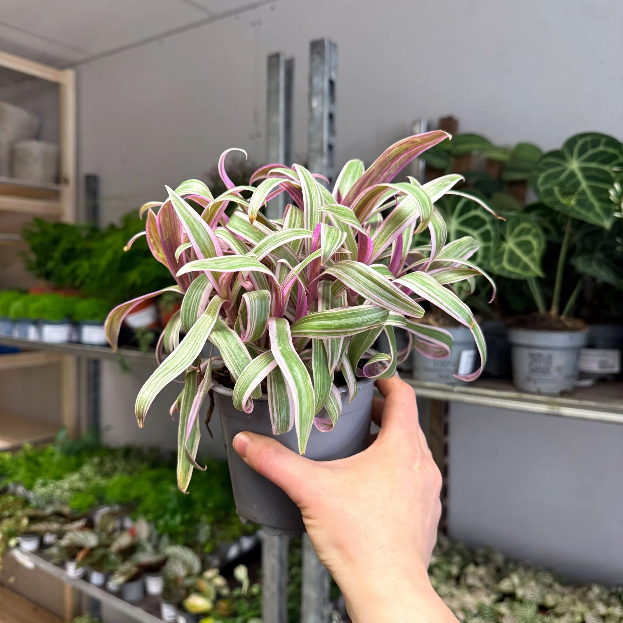 Tradescantia spathacea 'Varicolor’ - Spider Lily - Image 3