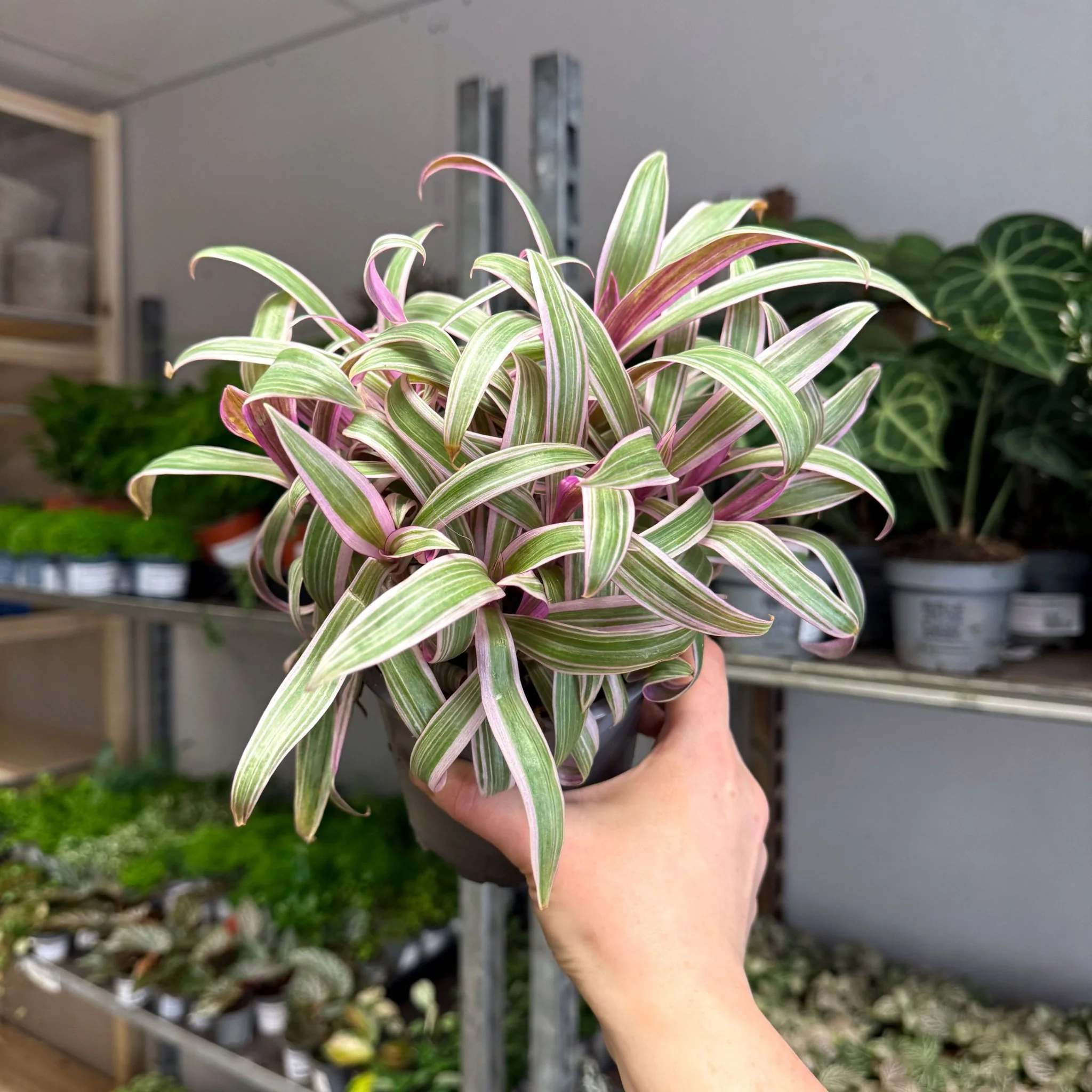 Tradescantia spathacea 'Varicolor’ - Spider Lily - Image 4
