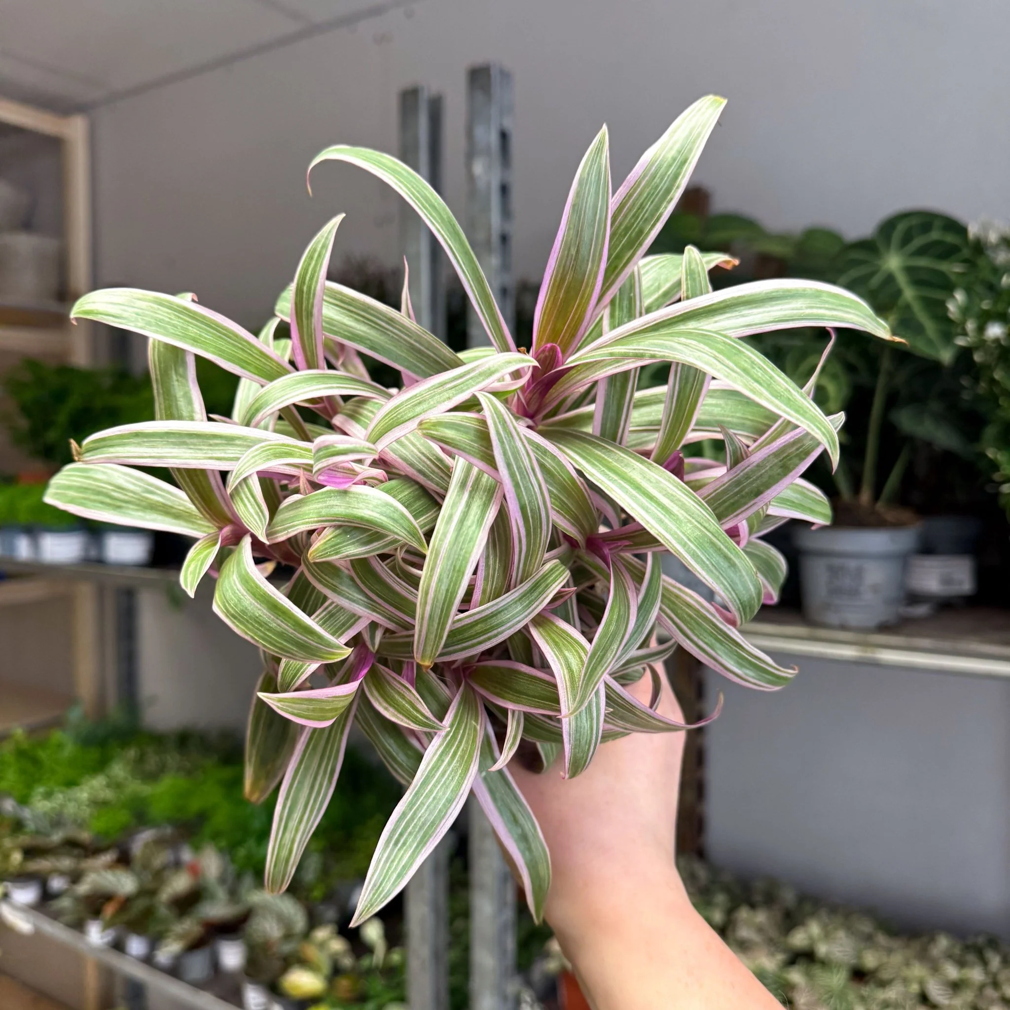 Tradescantia spathacea 'Varicolor’ - Spider Lily - Image 5