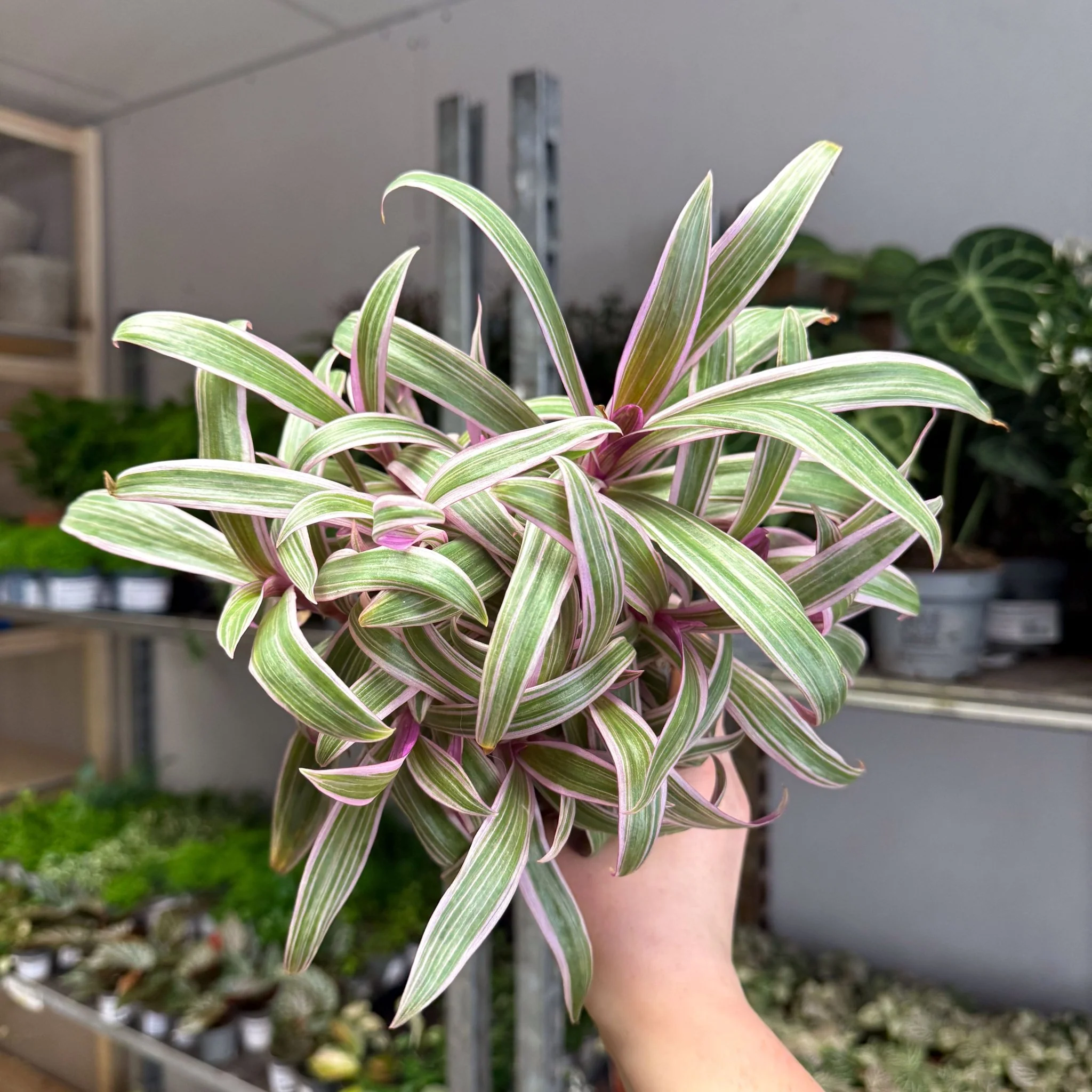 Tradescantia spathacea 'Varicolor’ - Spider Lily - Image 6