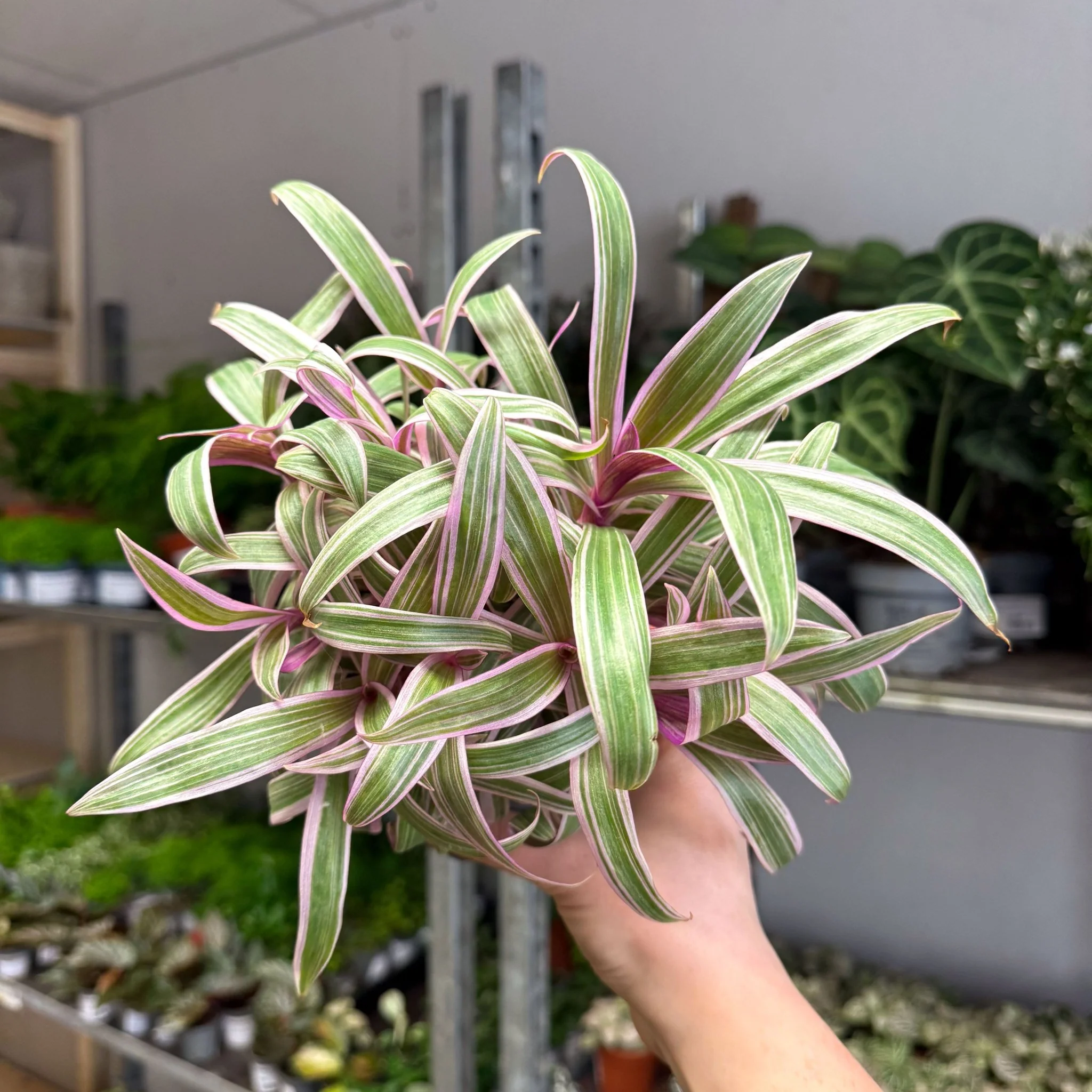 Tradescantia spathacea 'Varicolor’ - Spider Lily - Image 7