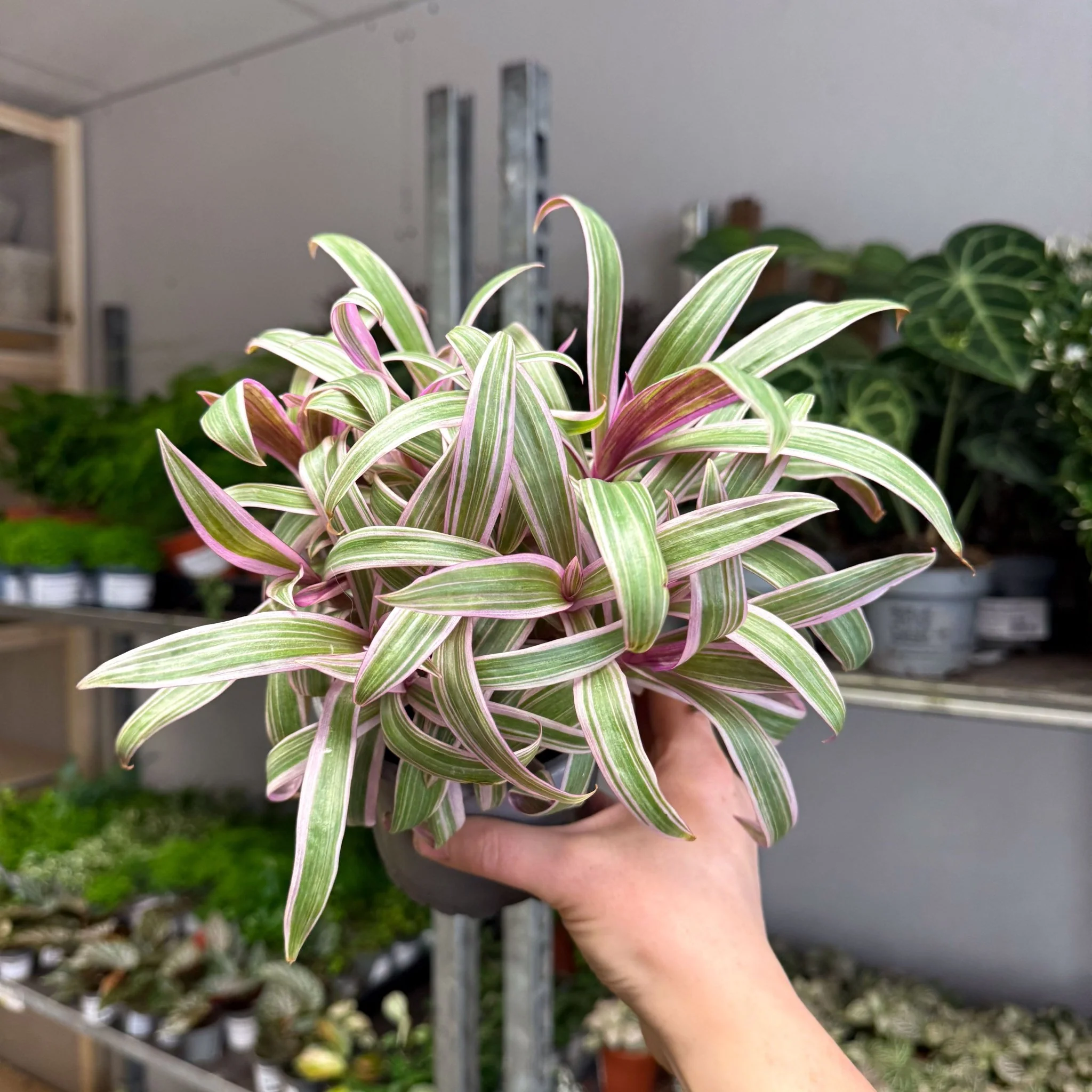 Tradescantia spathacea 'Varicolor’ - Spider Lily - Image 8