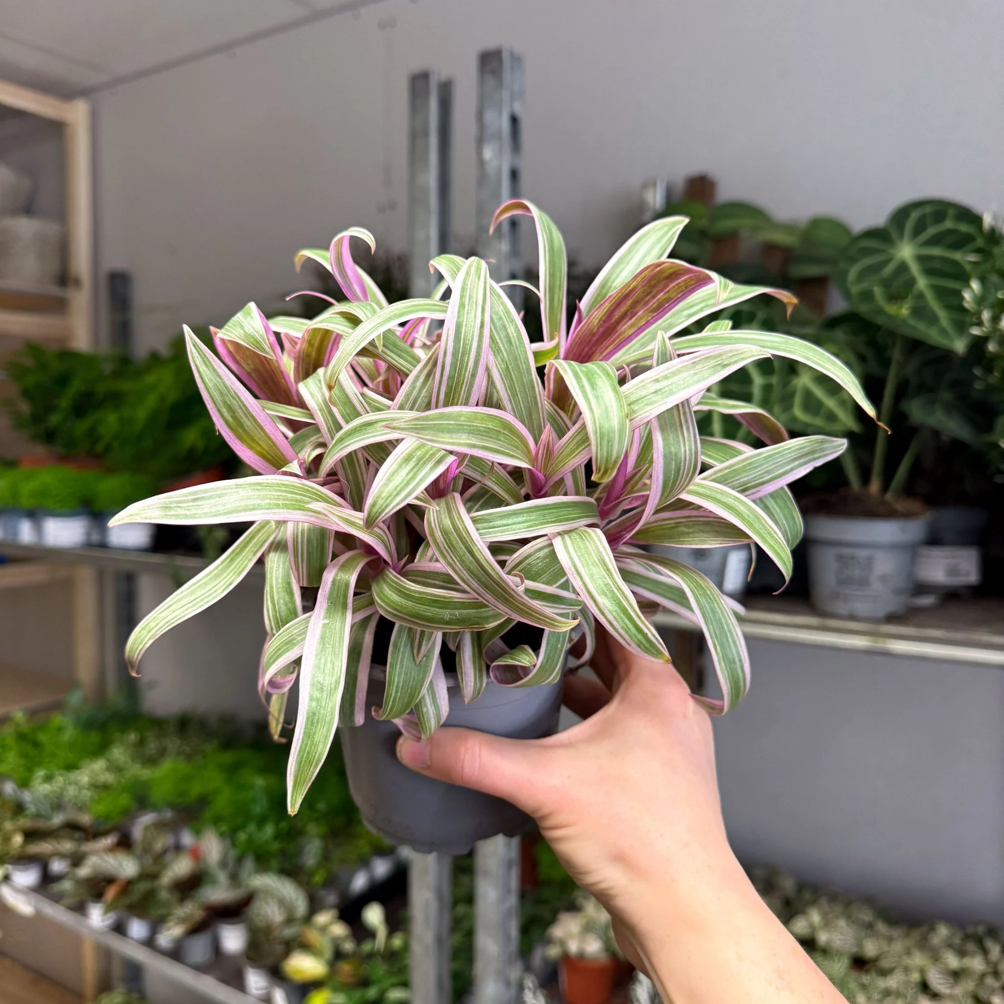 Tradescantia spathacea 'Varicolor’ - Spider Lily - Image 9