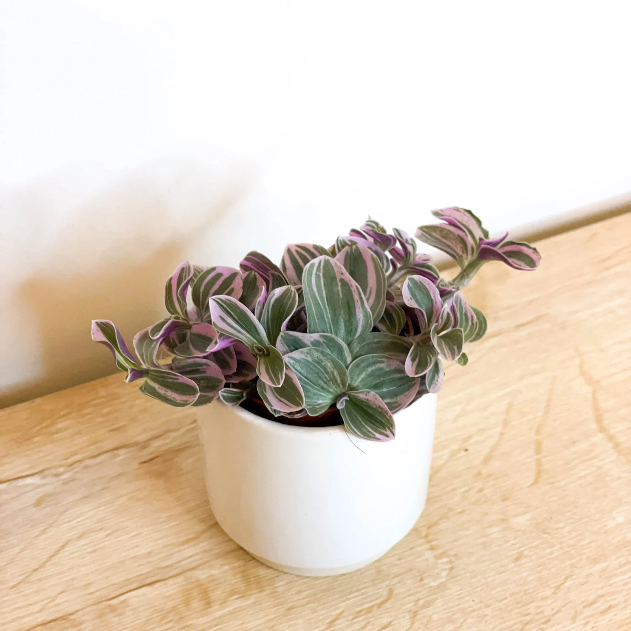 Tradescantia 'Sweetness' - Inch Plant