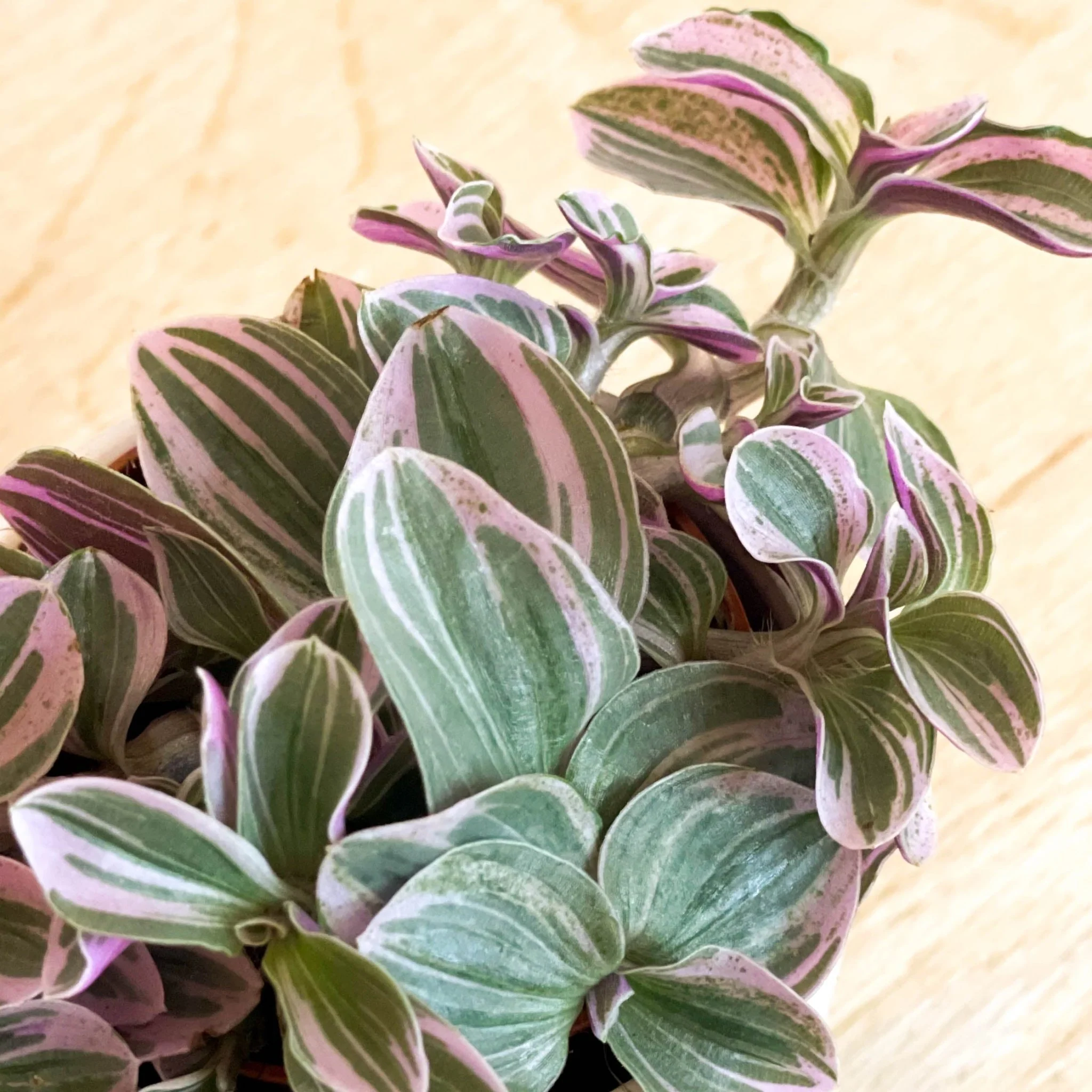 Tradescantia 'Sweetness' - Inch Plant - Image 2