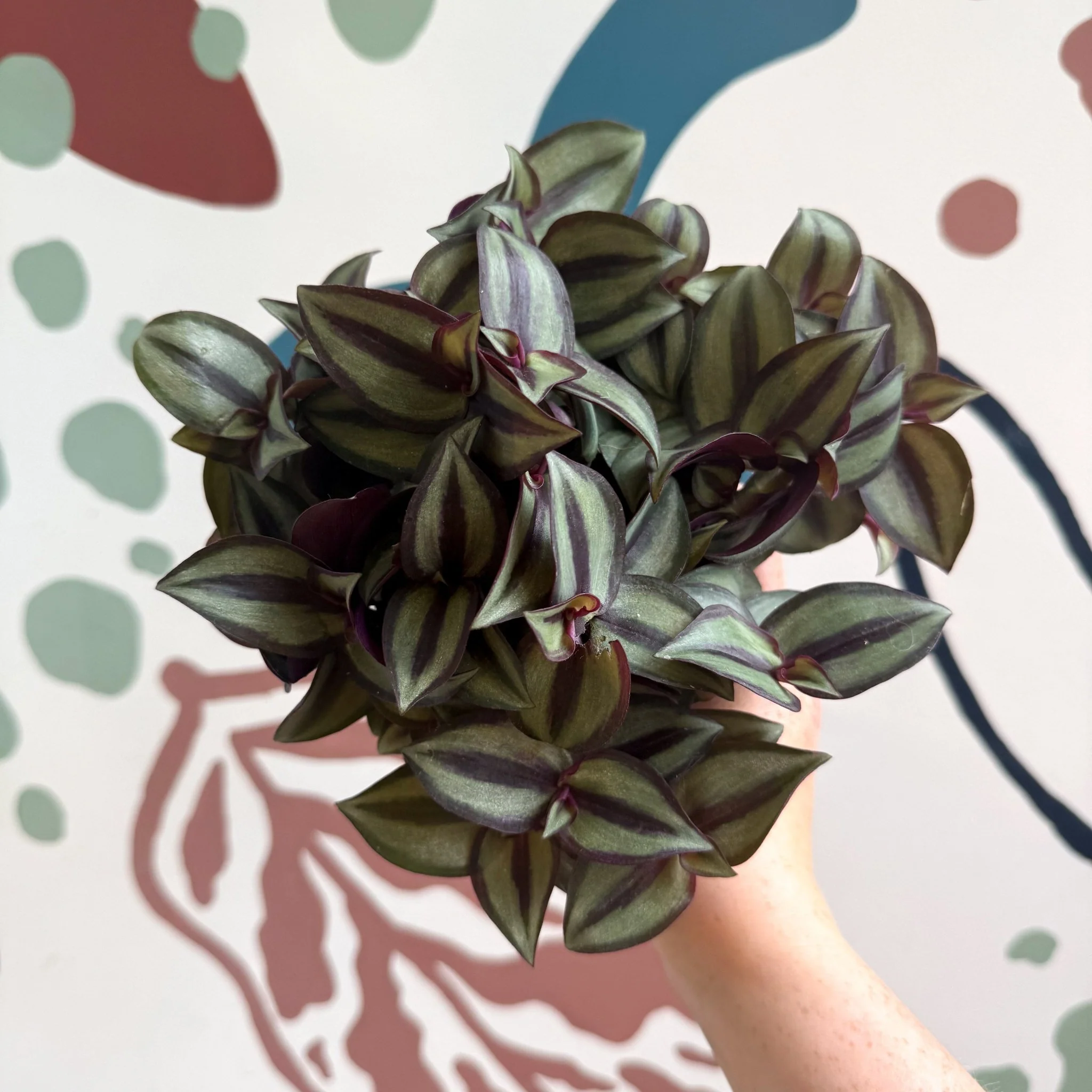 Tradescantia zebrina 'Silver Sicilian' - Silver Inch Plant